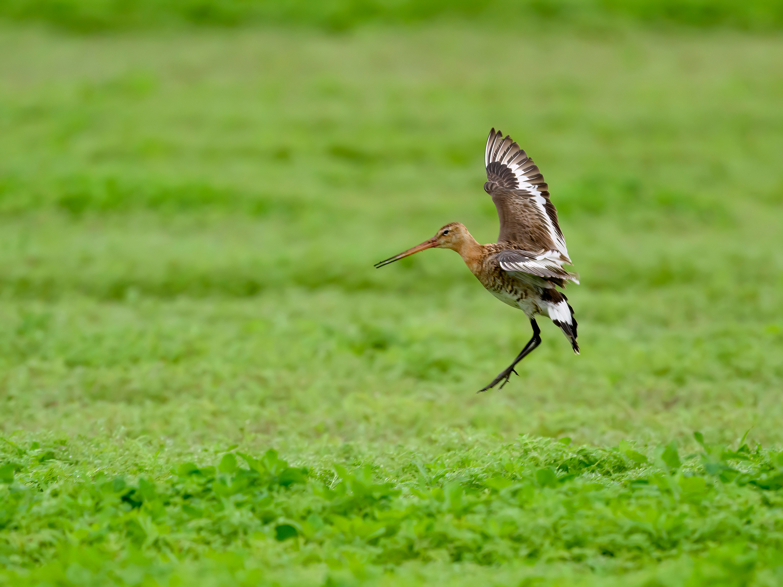 Веретенник. Фотограф Сергей Пупонин