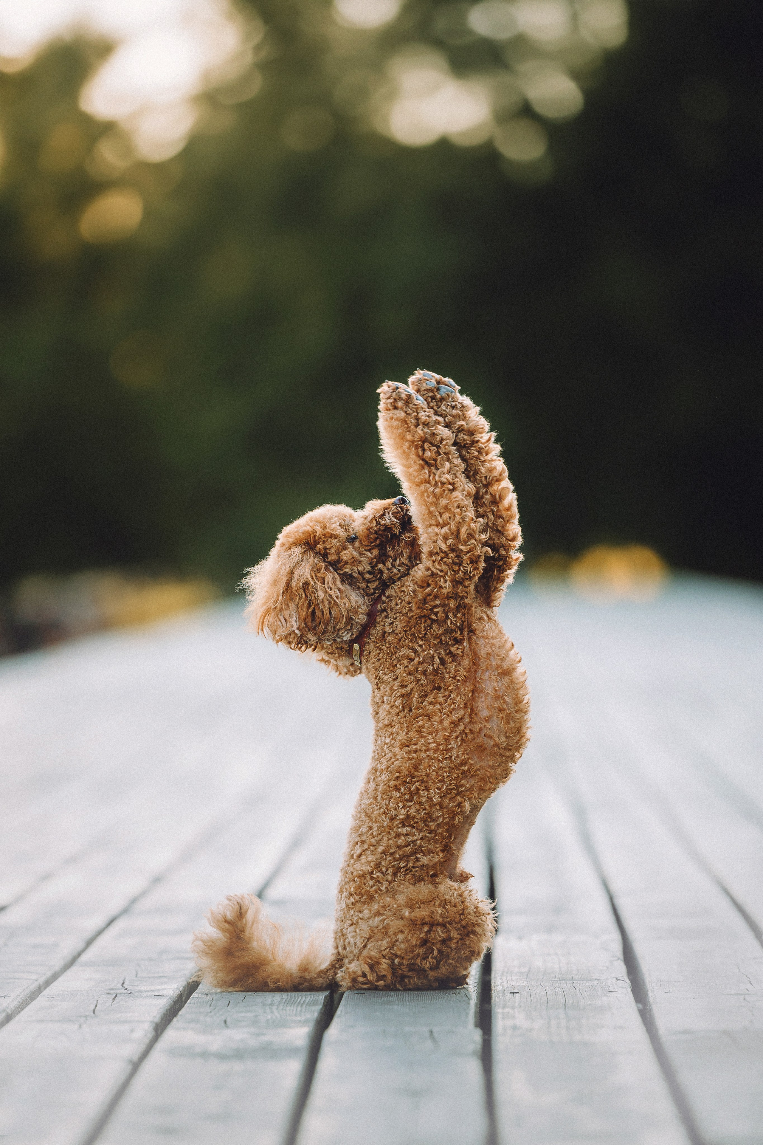 Марья и Буба