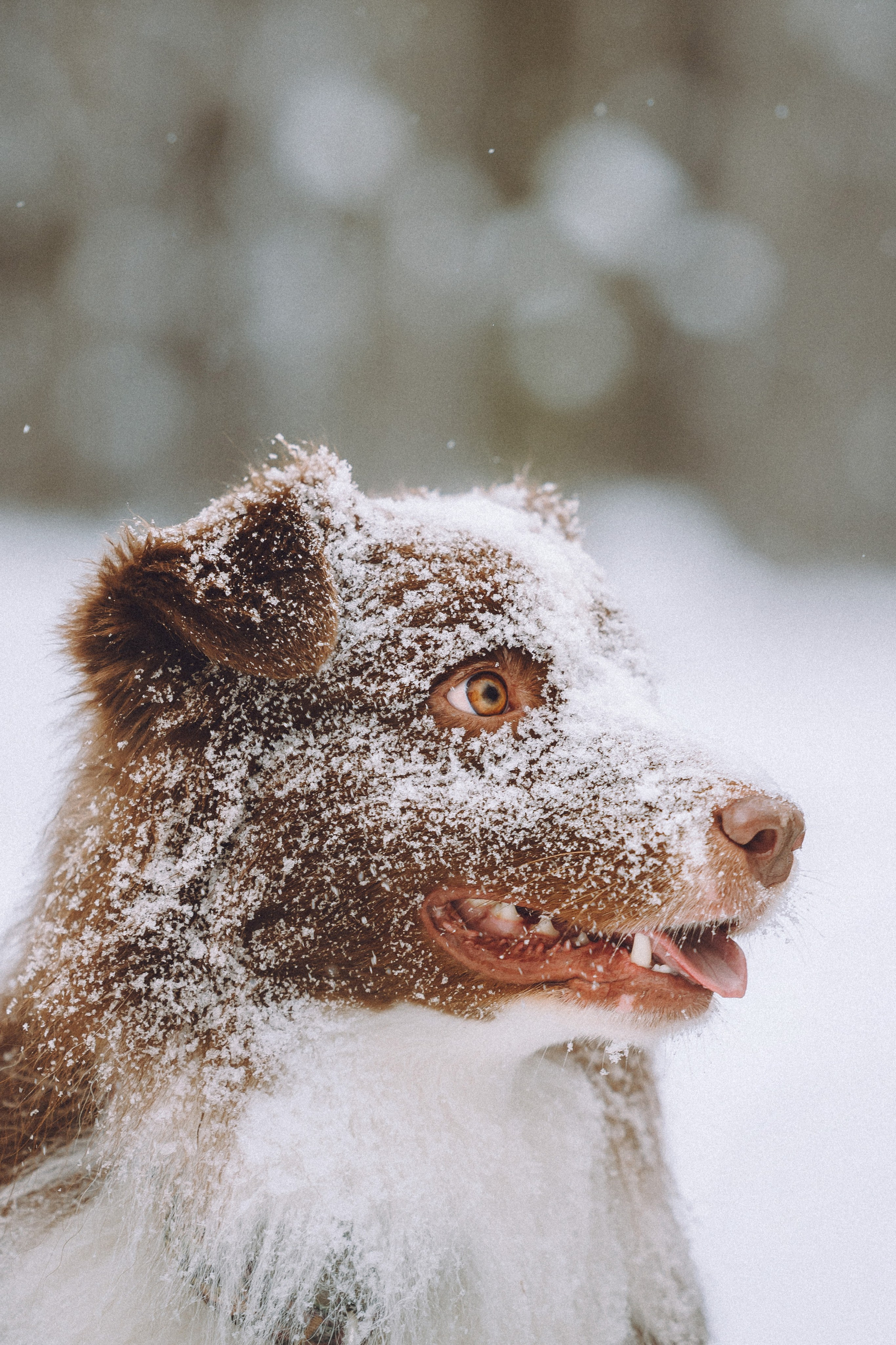 Лена, Принц и Фенек