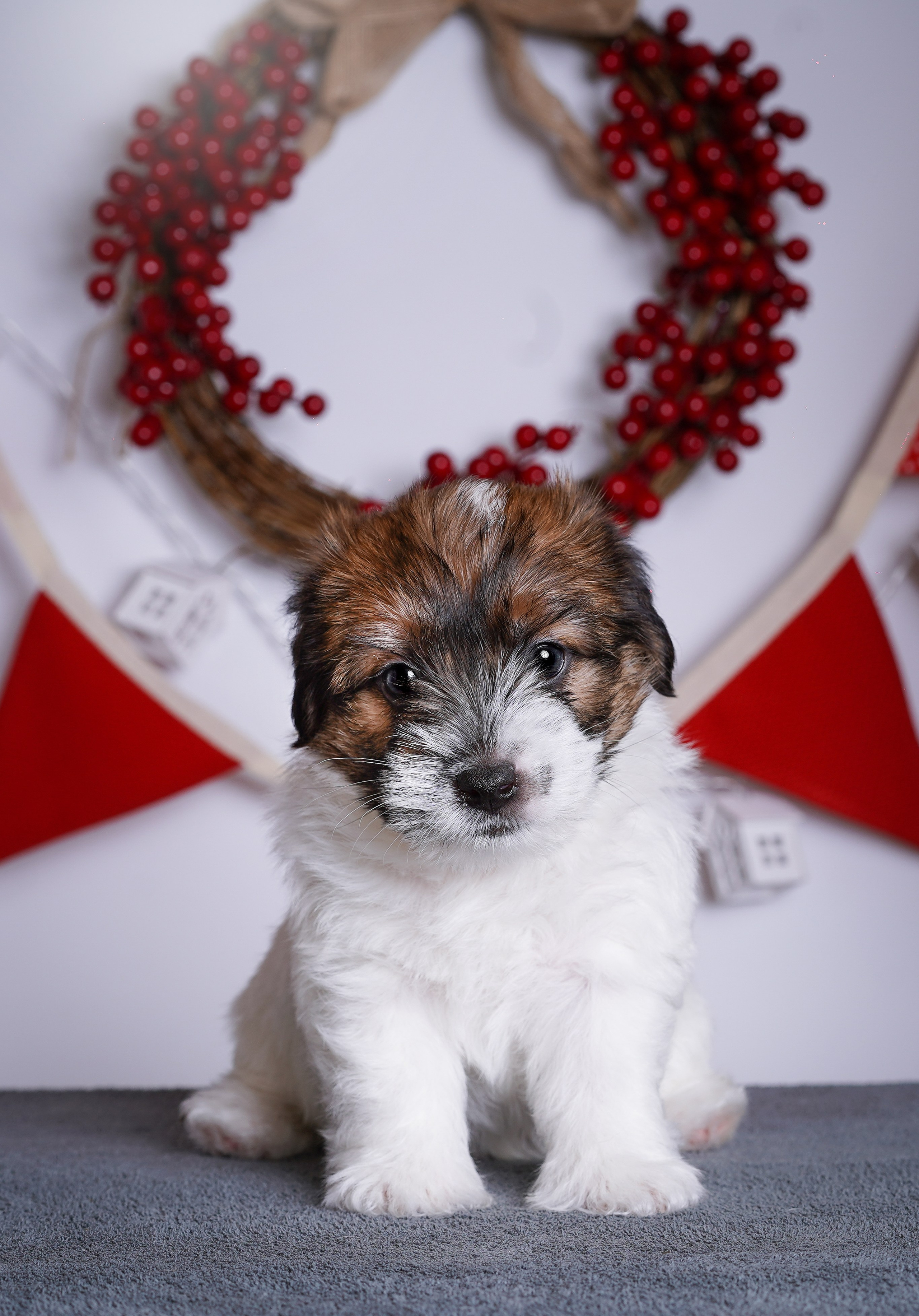 Щенки джек-рассела. Фотограф-анималист в Санкт-Петербурге Яна Мартынова