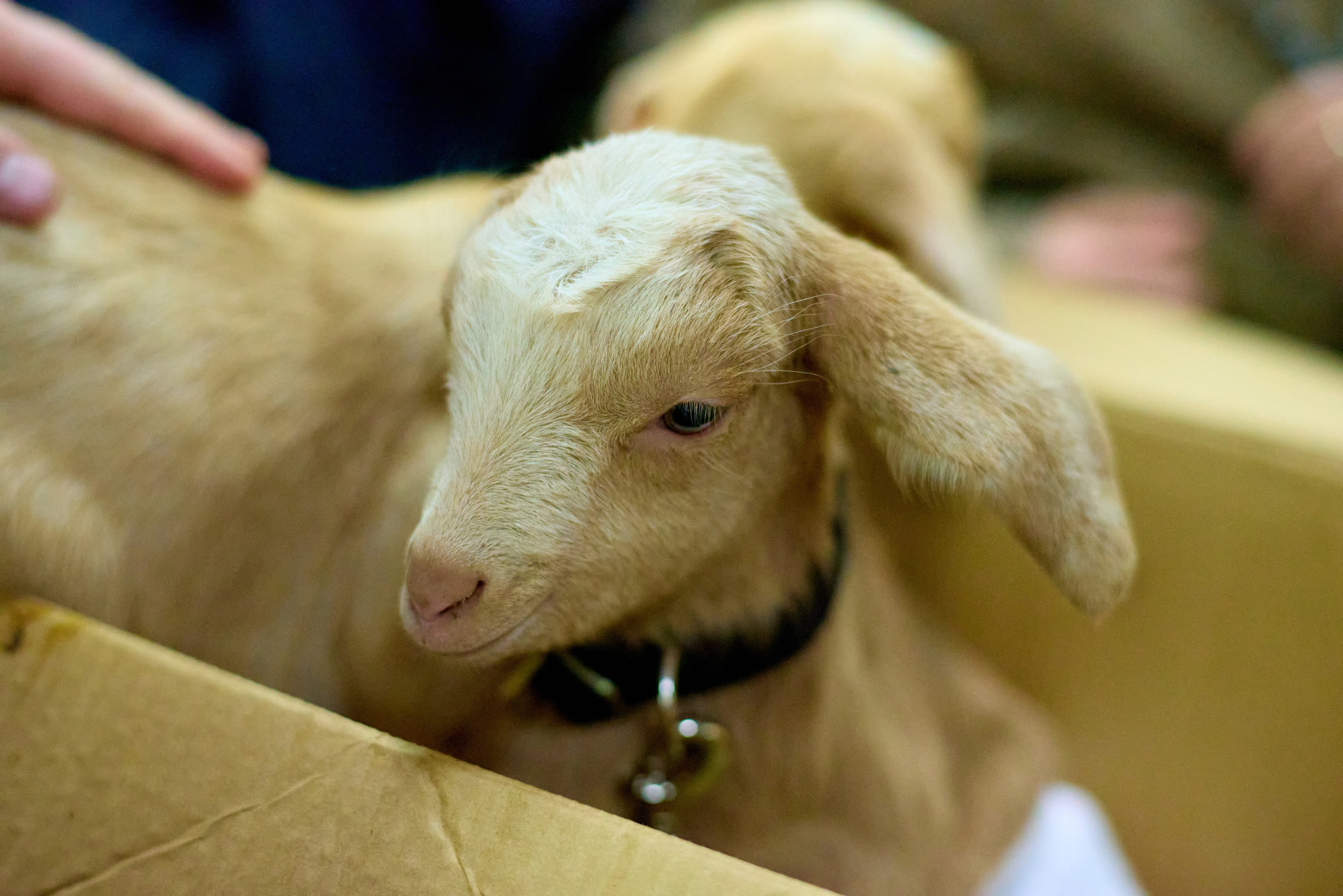 КиВиН-2025. #спецкорНвер