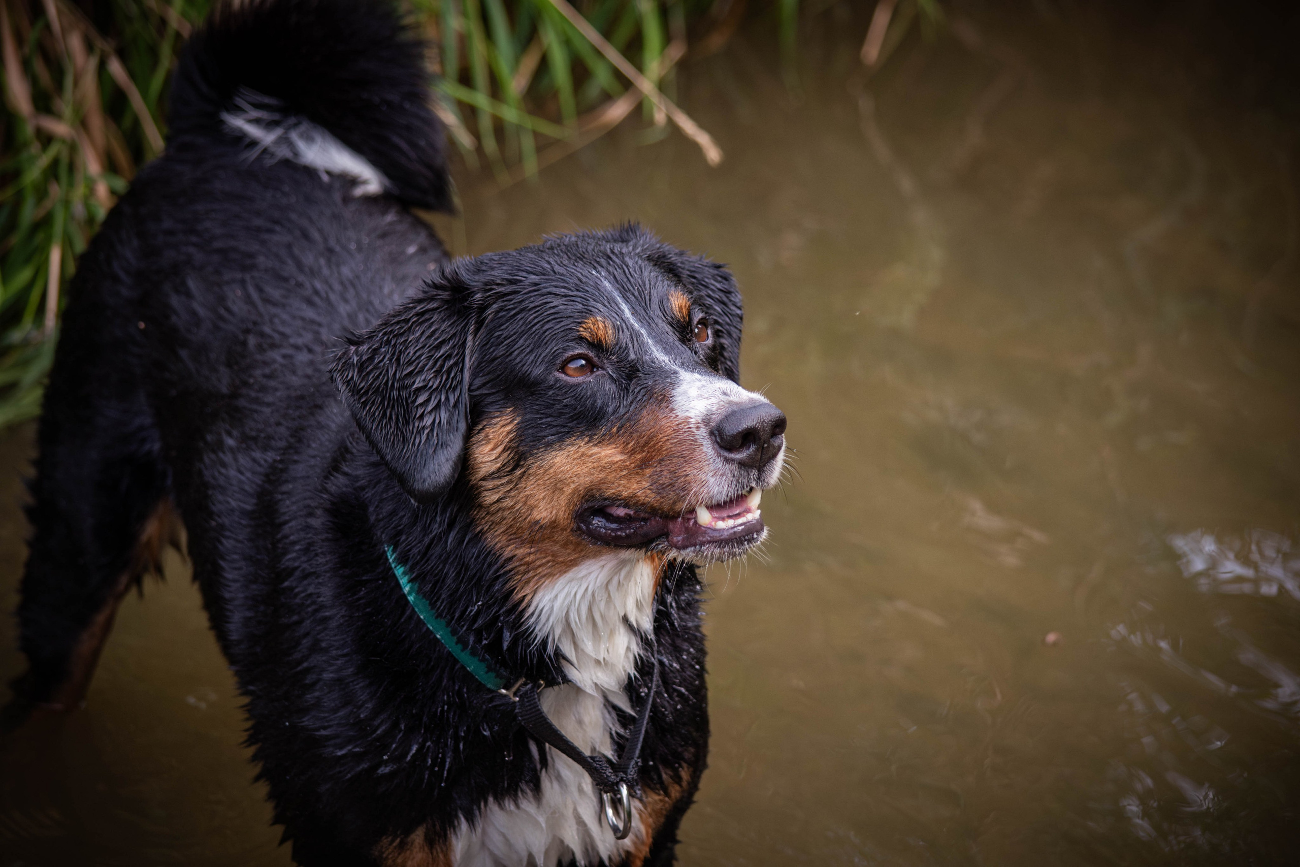 Микки и Юля. Фотограф Светлана Блинова, Москва и Московская область