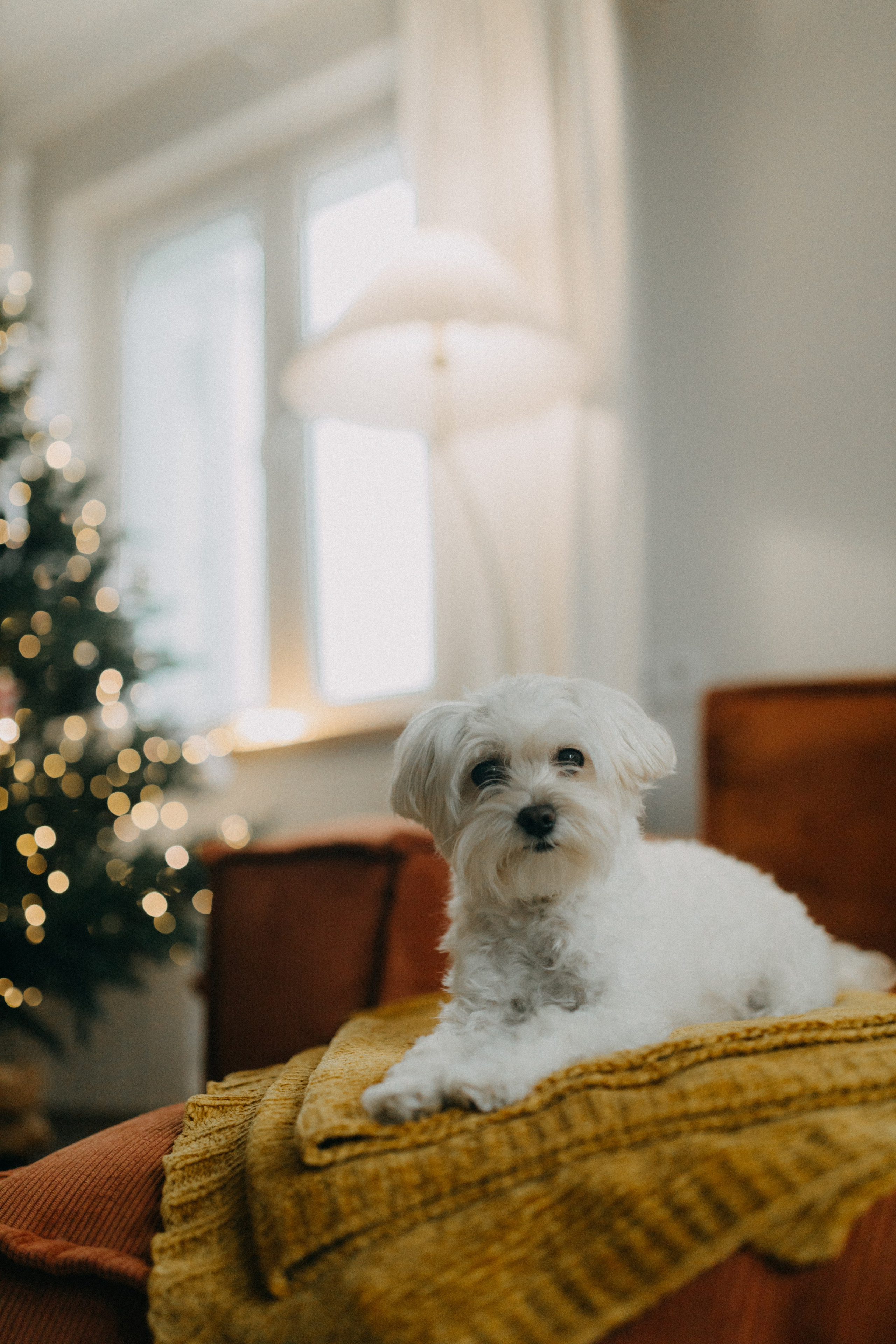 Алана & Альфред. Беременность. Фотограф НОГИНСК, Москва, Анастасия Белая