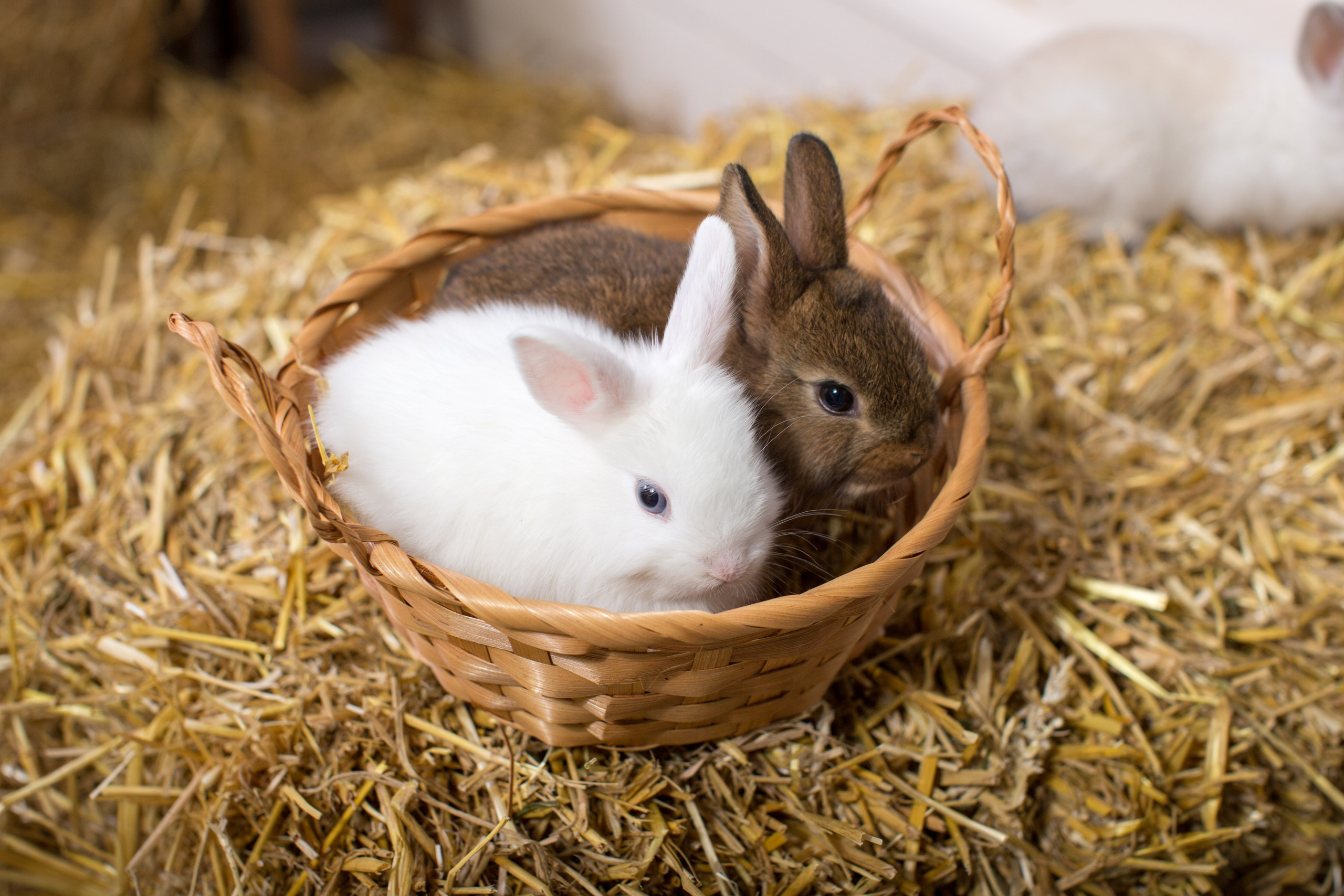 Фотопроект «Светлая Пасха»