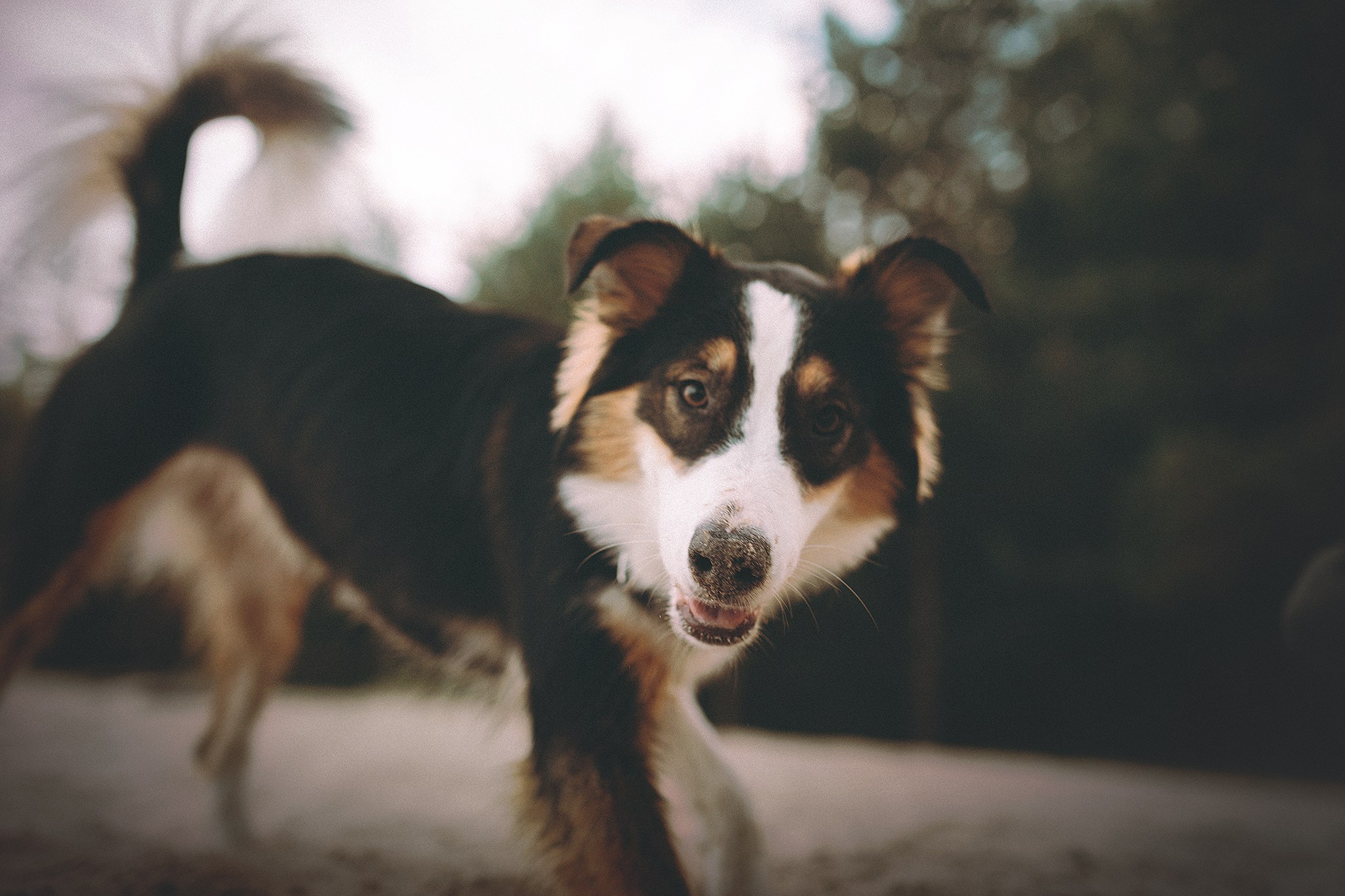 Моко, Ира. Фотограф-анималист • love-story • Санкт-Петербург