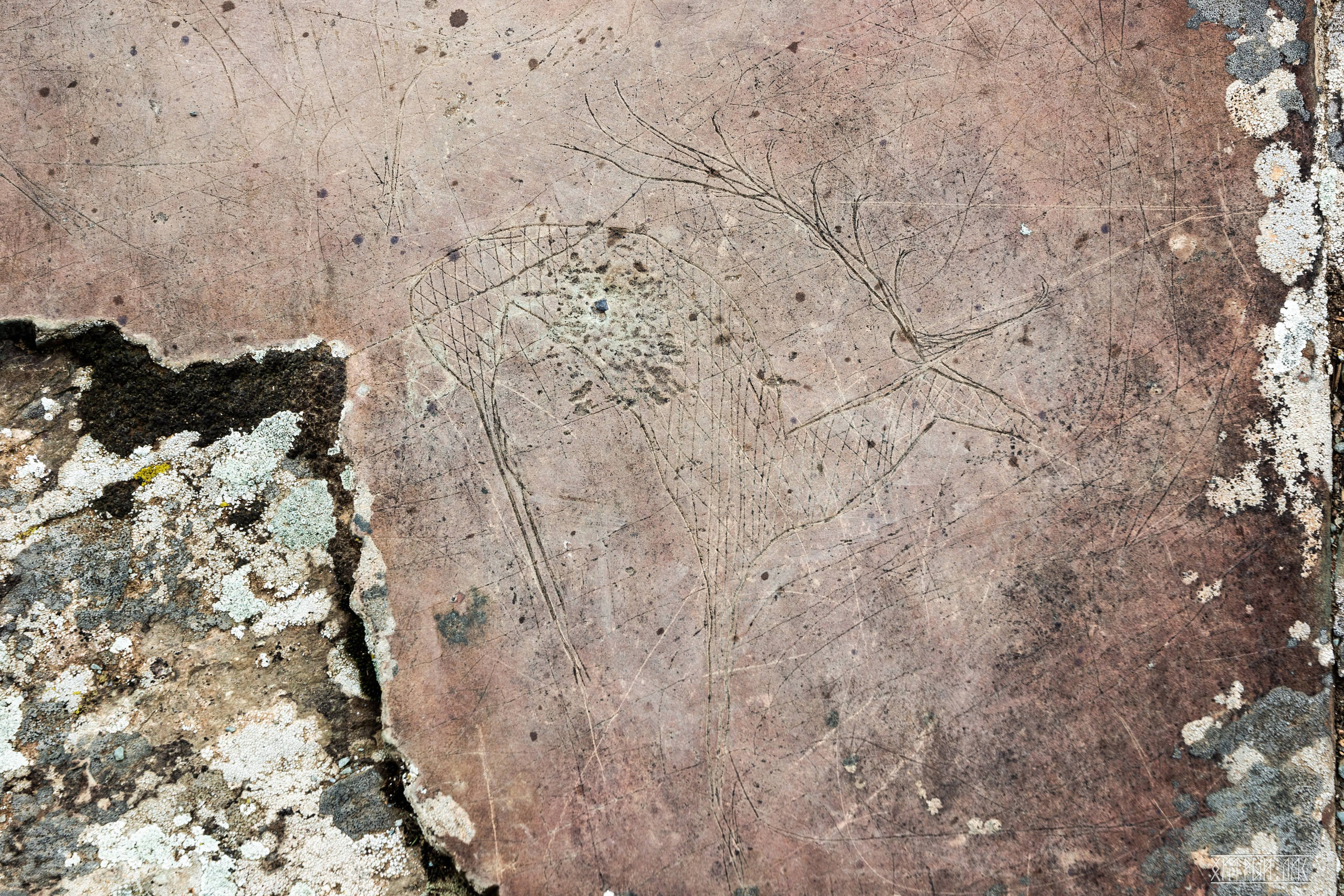 Алтай. Фотограф-путешественник Самойлов Максим «Sly Fox»