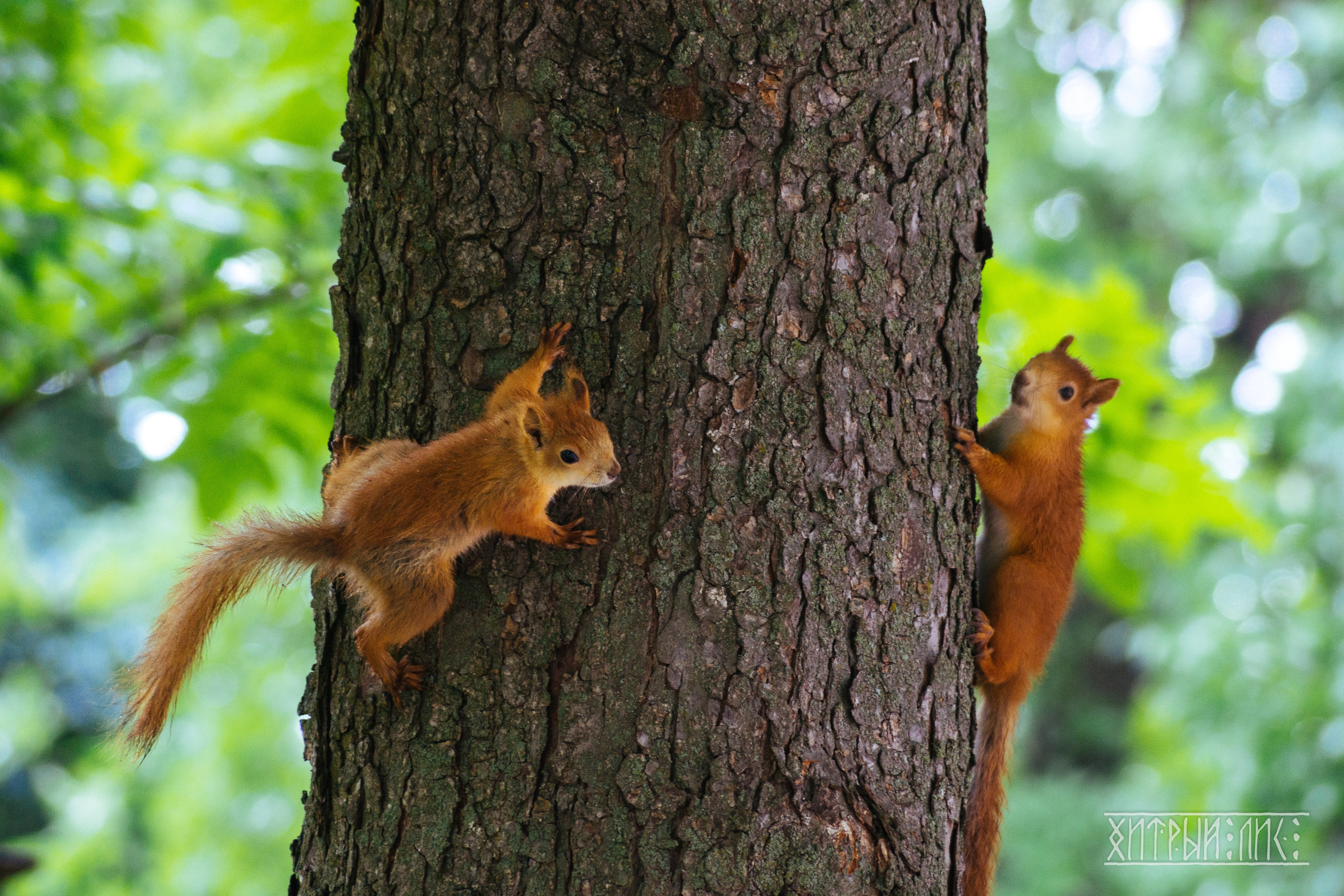 Беларусь. Фотограф-путешественник Самойлов Максим «Sly Fox»