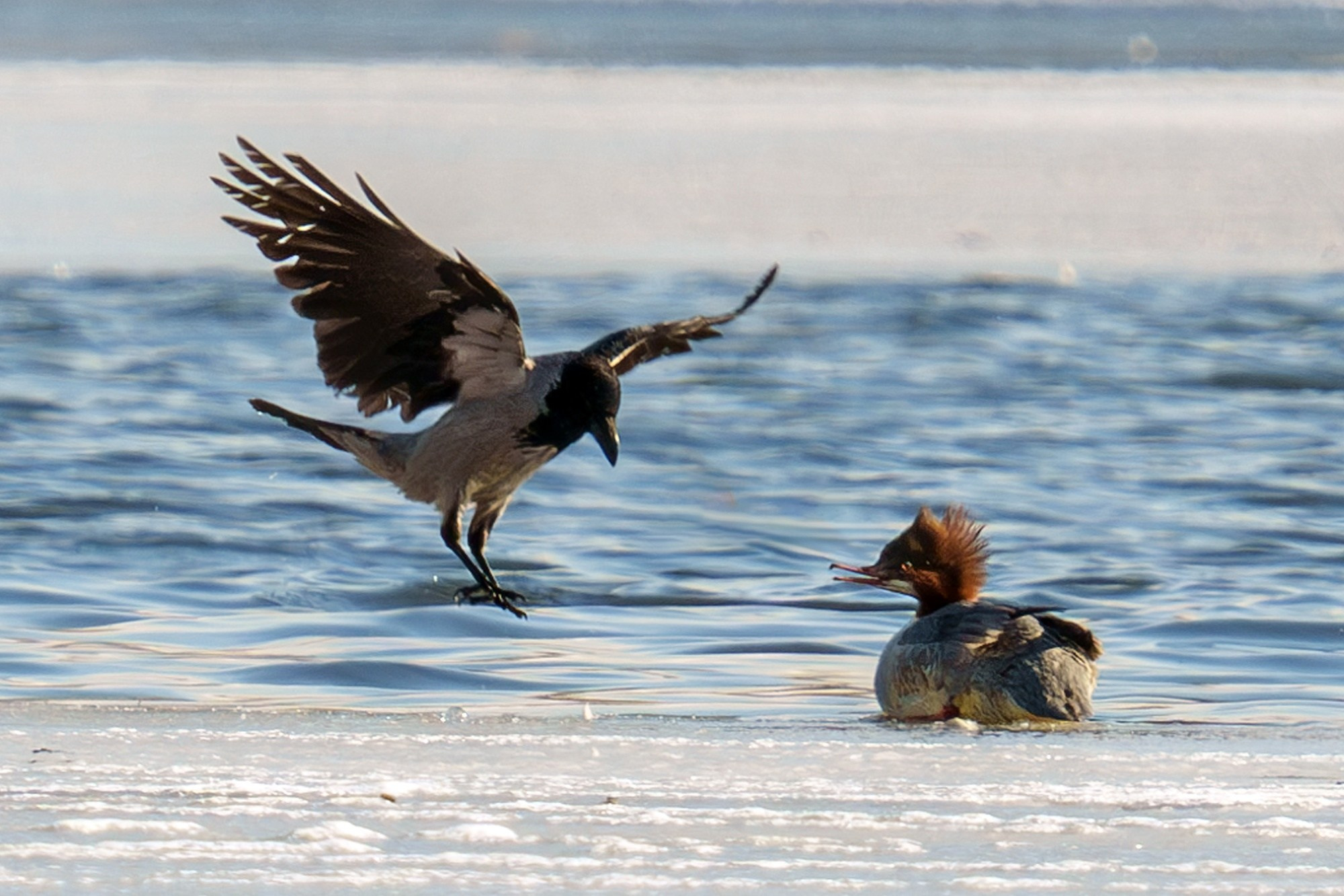 Удивительные мир птиц. Вокруг нас столько прекрасного — присмотритесь!. Ваш личный фотограф Марина Волкова