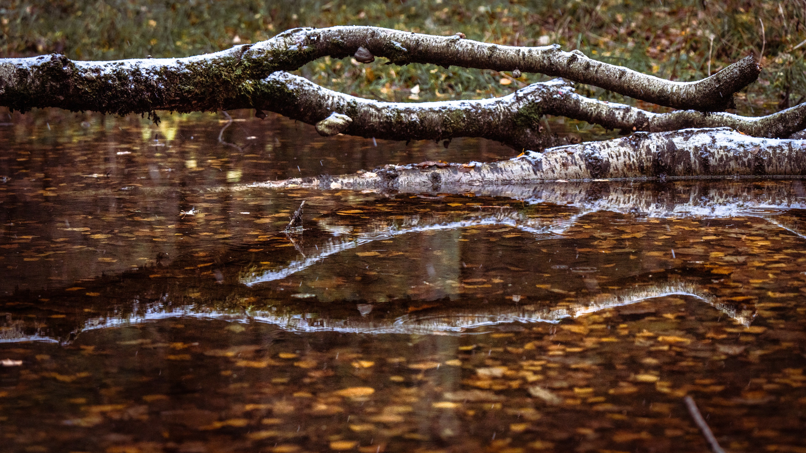 ПЕРЕДЕЛКИНО. ПОБУДЬ ЗДЕСЬ И ЦЕЛЕЕ БУДЕТ ЭТОТ МИР