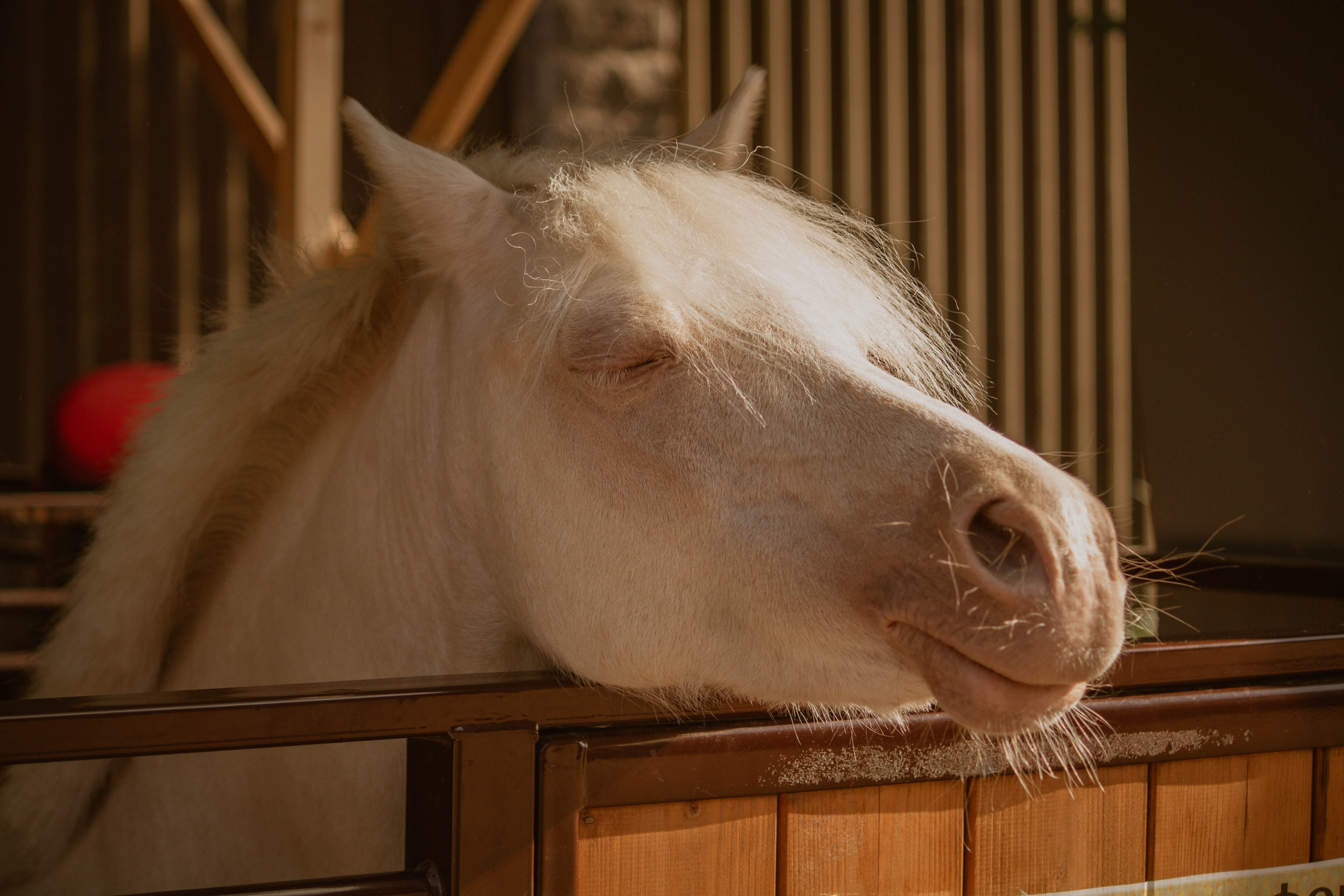ИППОСФЕРА — Международная конная выставка. Создадим шедевр? Виталина и её фотоискусство