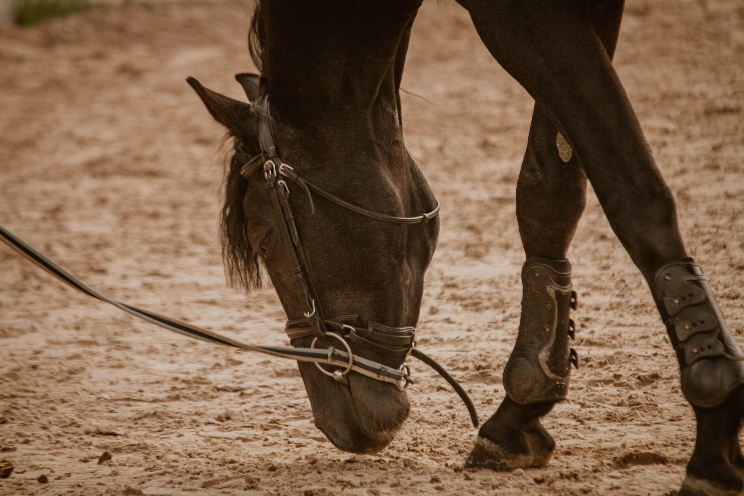 ИППОСФЕРА — Международная конная выставка. Создадим шедевр? Виталина и её фотоискусство
