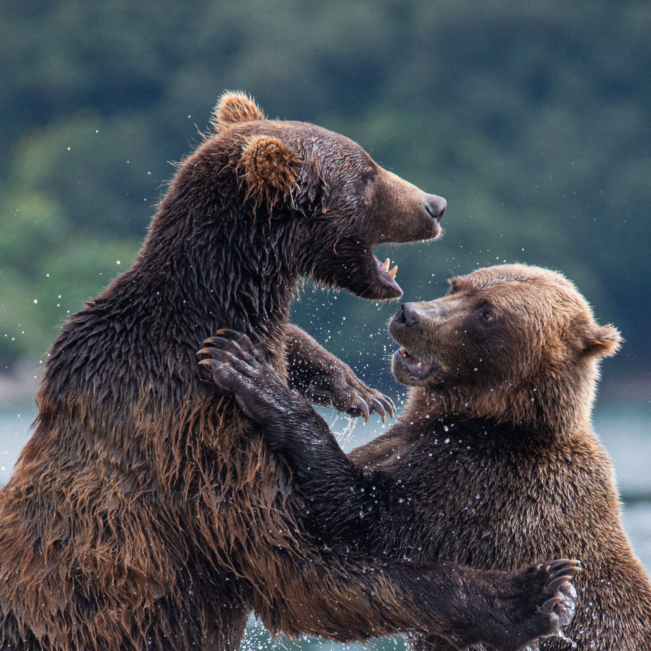Камчатка — земля медведей. Игорь Иванко — Репортажный и событийный фотограф. Москва