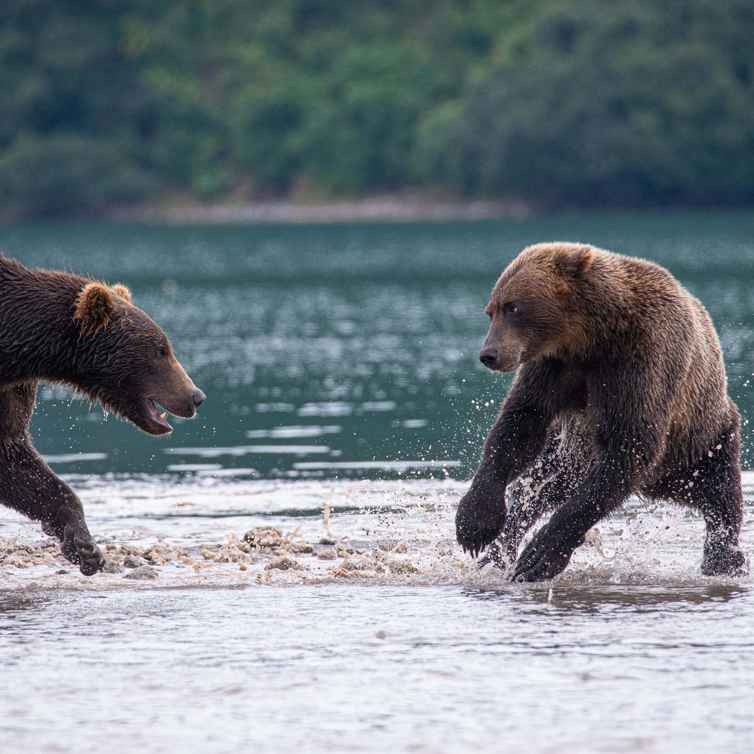 Камчатка — земля медведей. Игорь Иванко — Репортажный и событийный фотограф. Москва