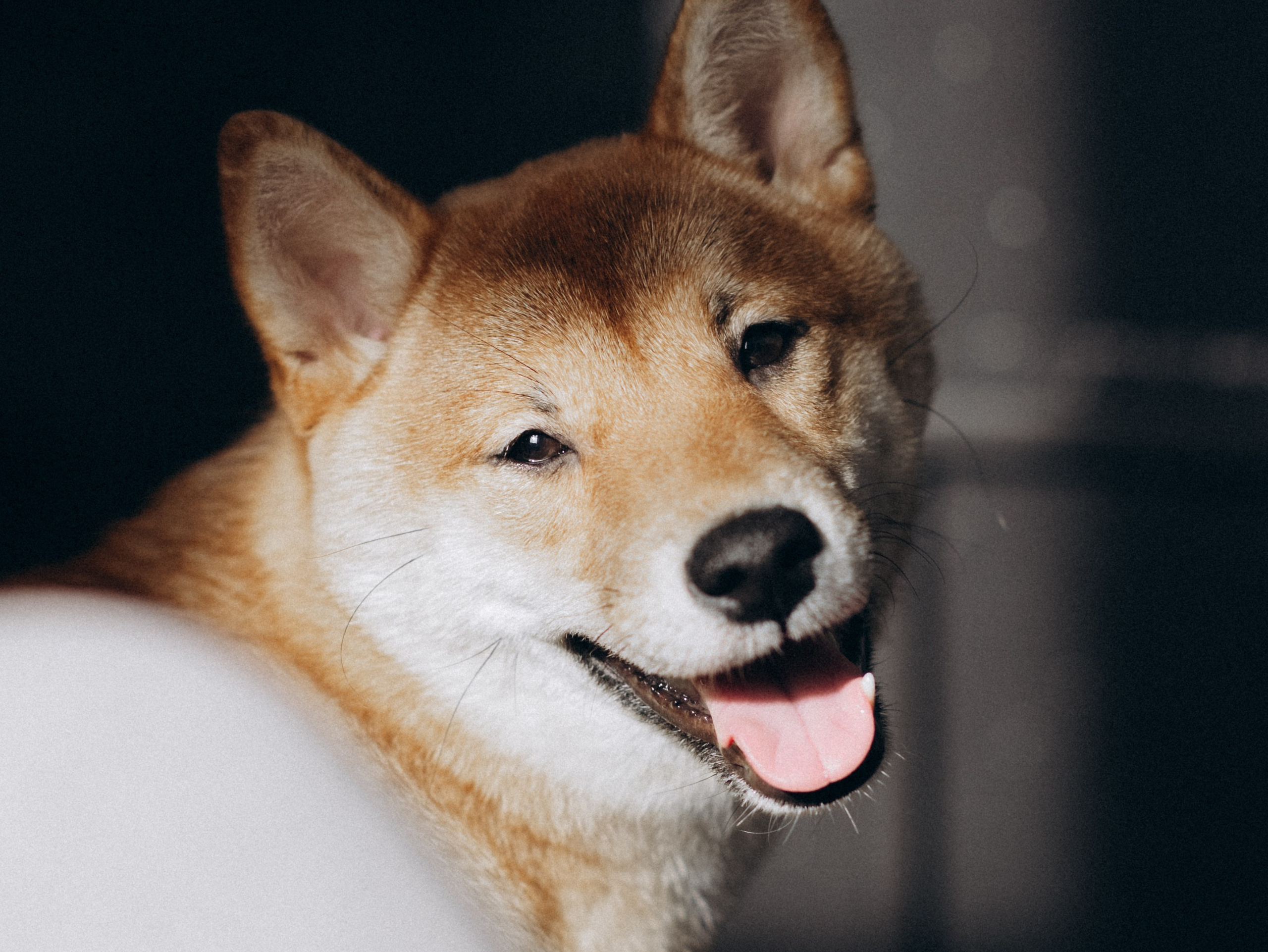 Мика и Настя. Фотограф-анималист в Москве Кириллова Татьяна