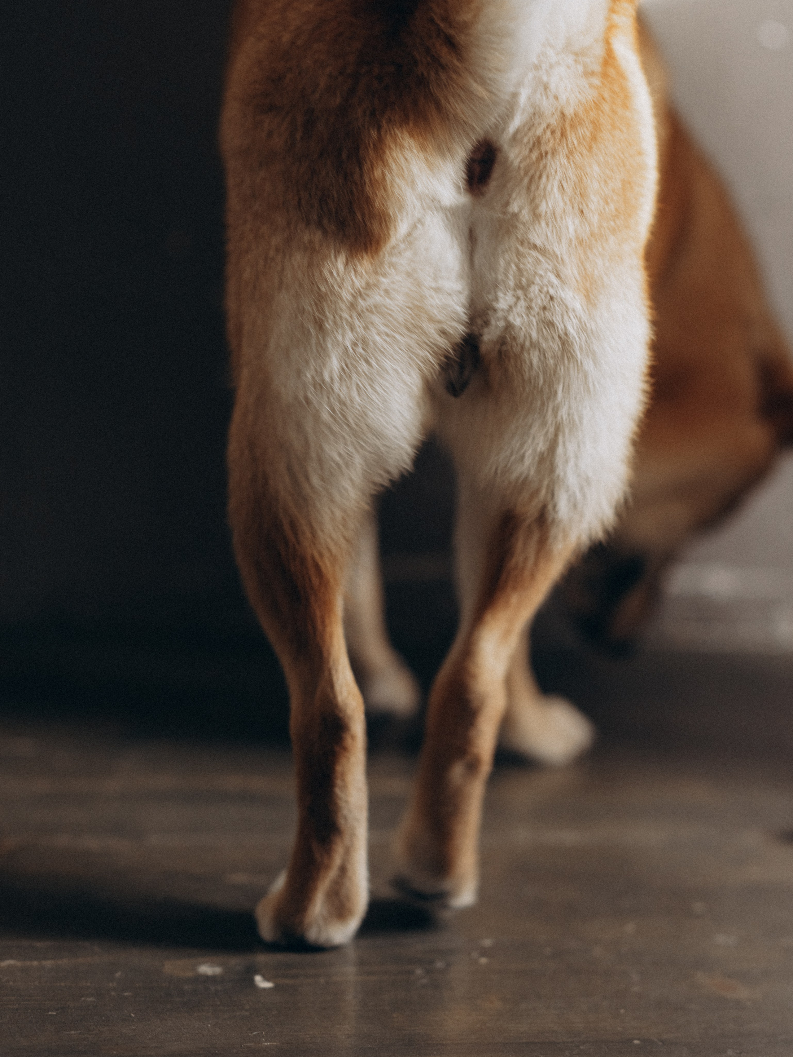 Мика и Настя. Фотограф-анималист в Москве Кириллова Татьяна