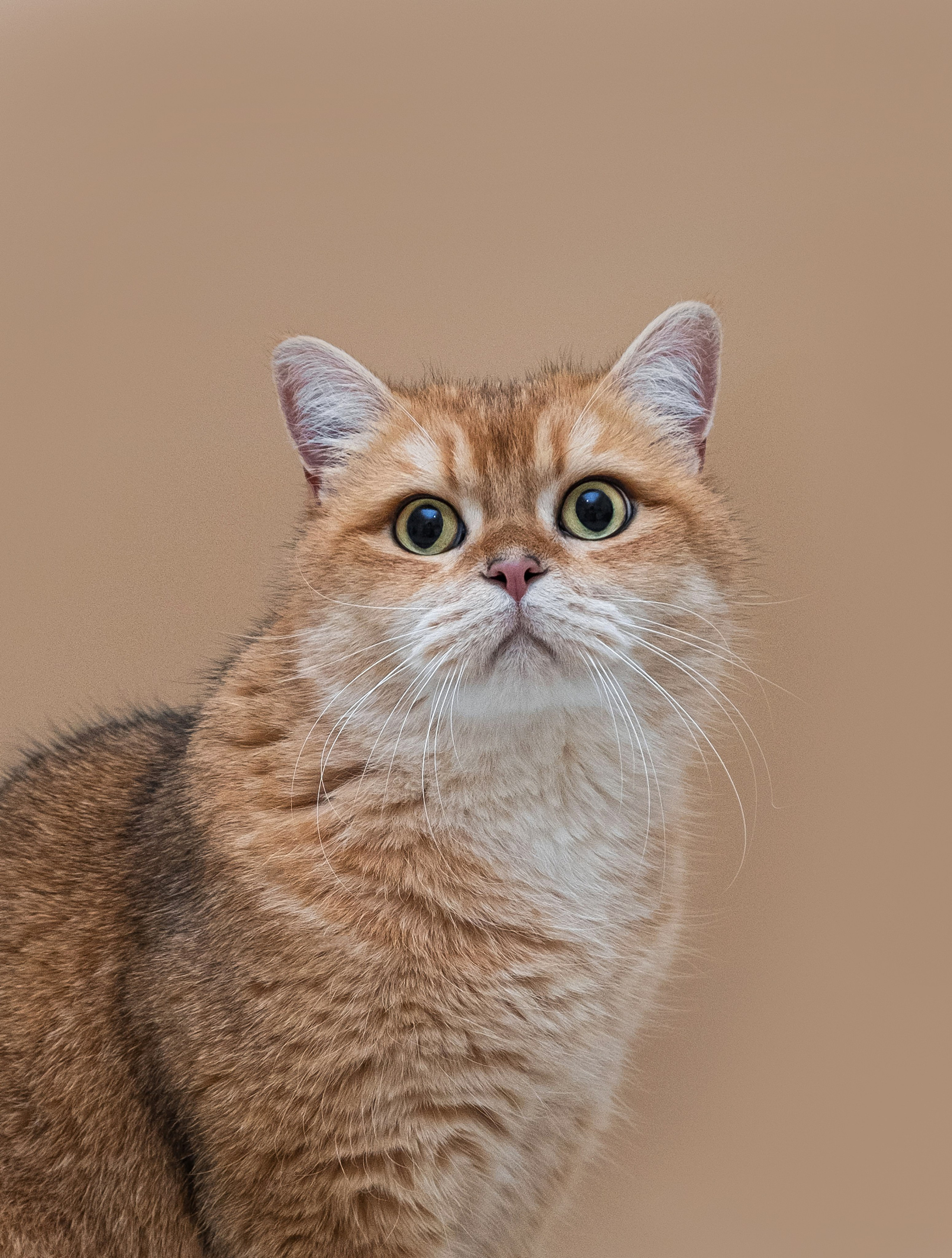 Не собаки и не лошади. Фотограф анималист