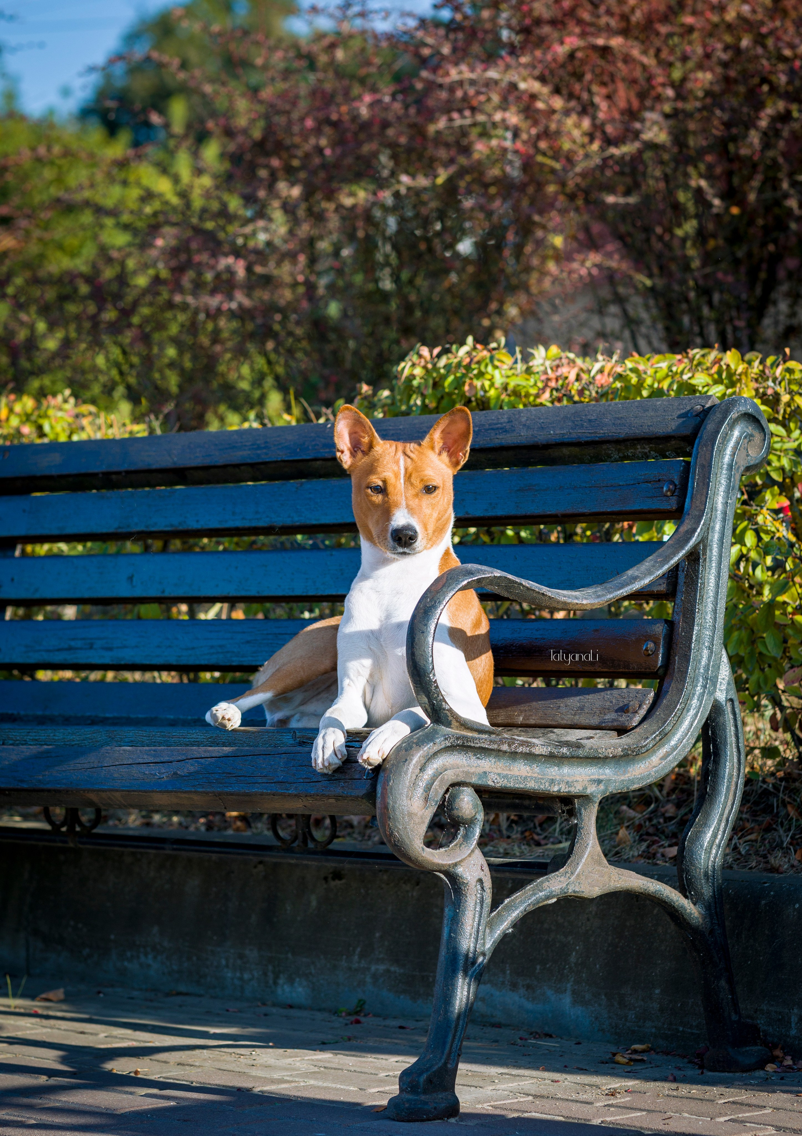 Басенджи. Фотограф — анималист Татьяна Ли