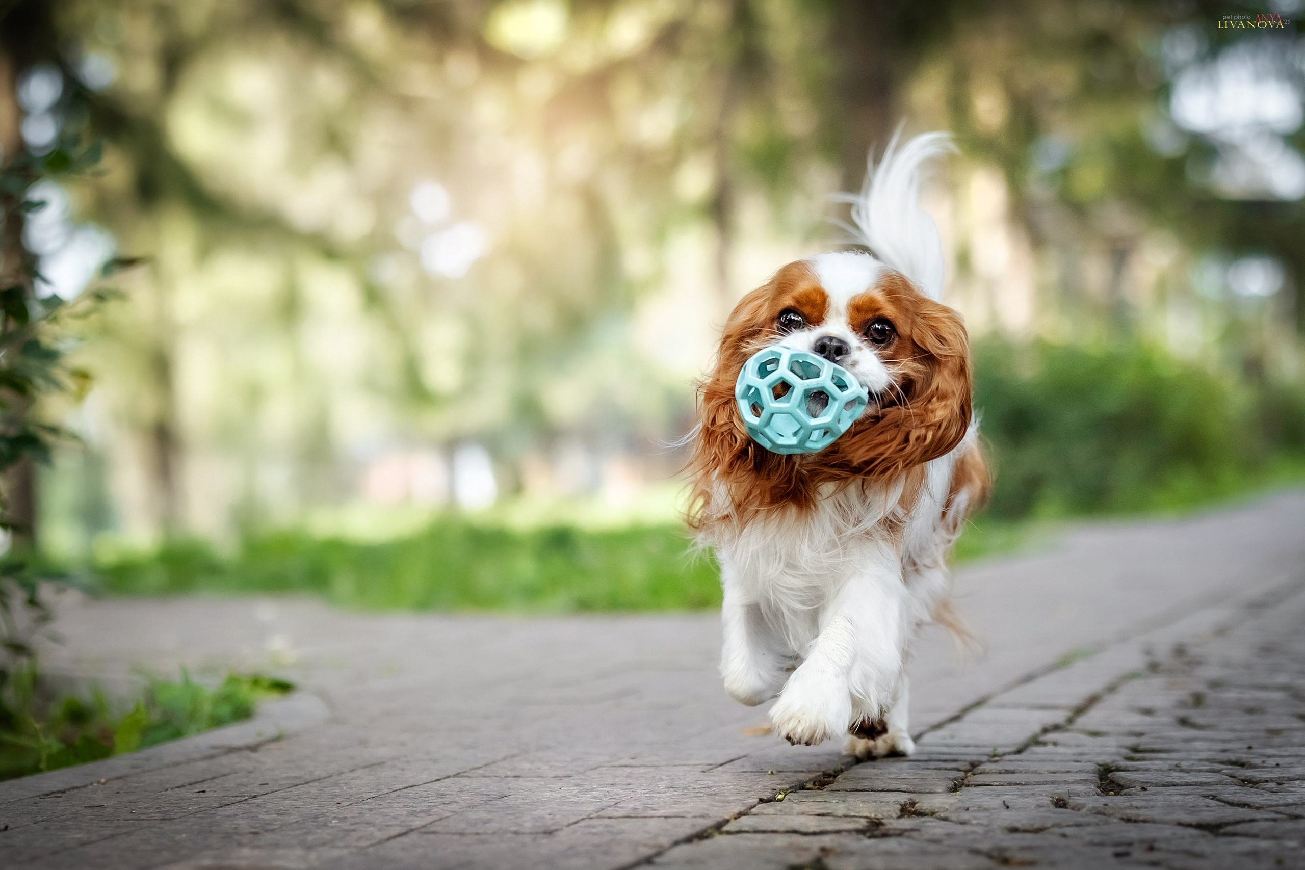 Маруся и Энди. Фотограф анималист Аня Ливанова | Рыбинск