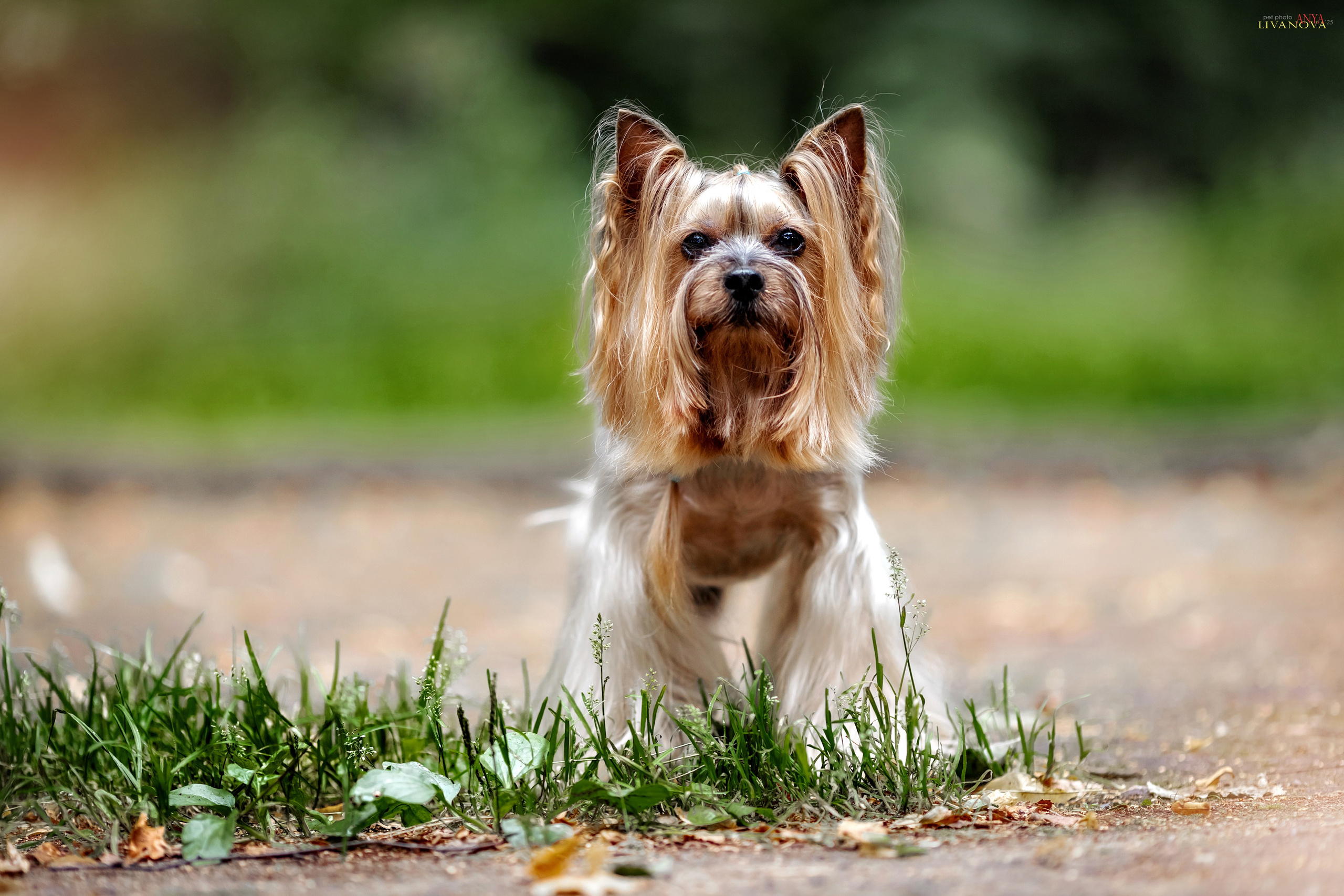 Катя + Астин и Олаф. Фотограф анималист Аня Ливанова | Рыбинск