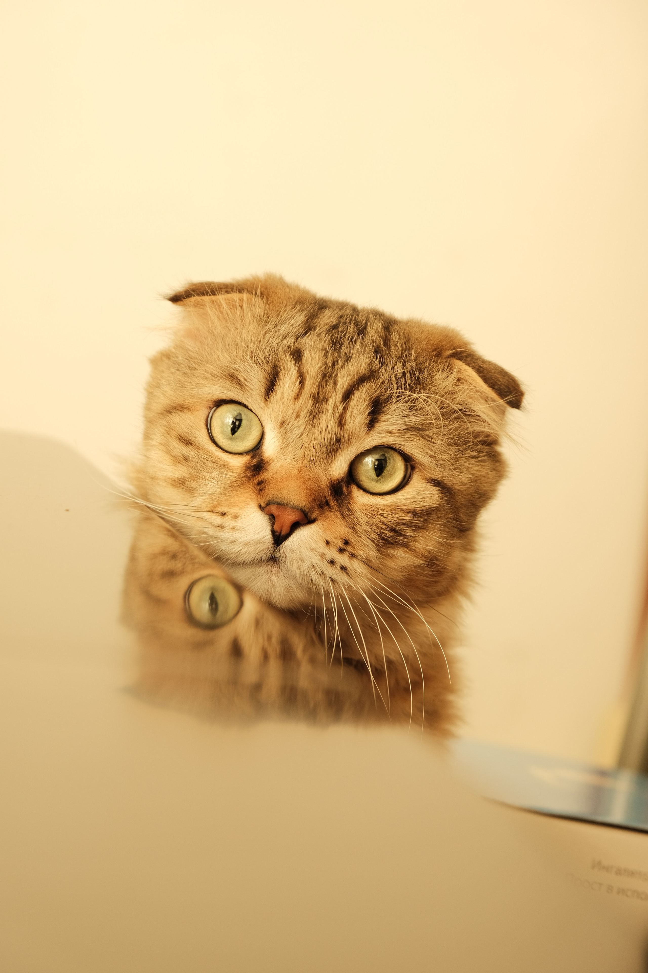 Съемка животных, собак, щенков, фото помета, портрет питомцев. Портретный и семейный фотограф в Перми Лена Лоза. Портрет для бизнеса