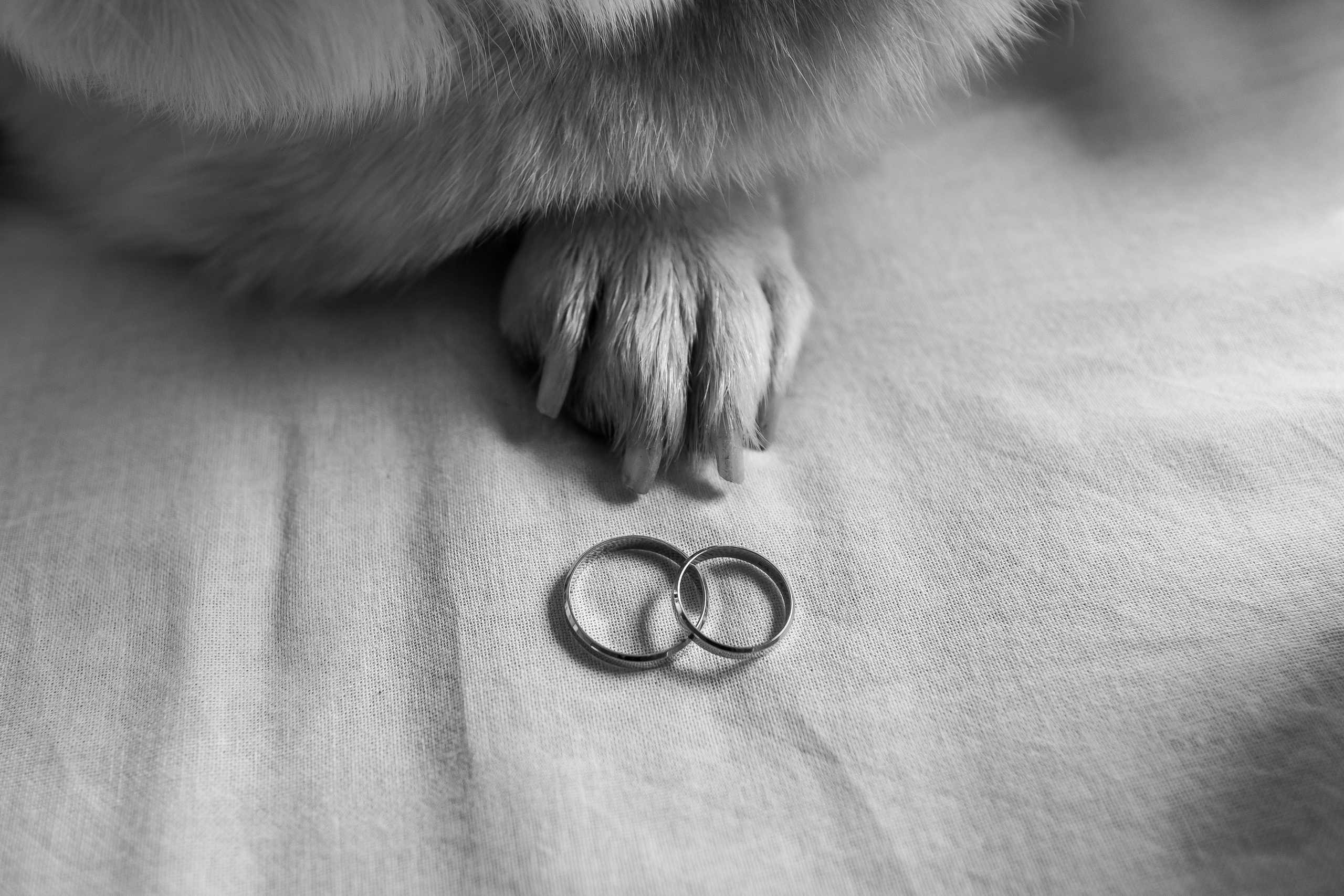 Свадебный фотограф Настя Шелл г. Череповец