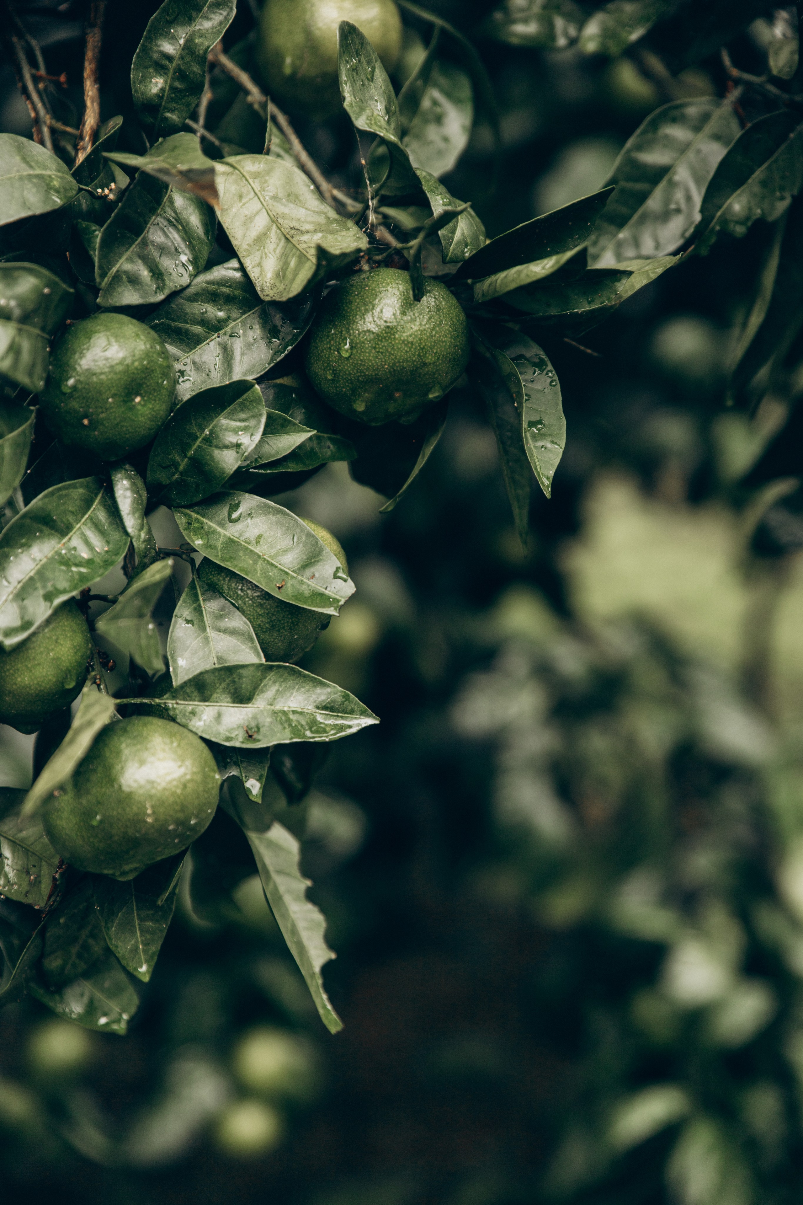 Грузия. Репортажный и детский фотограф в Минске