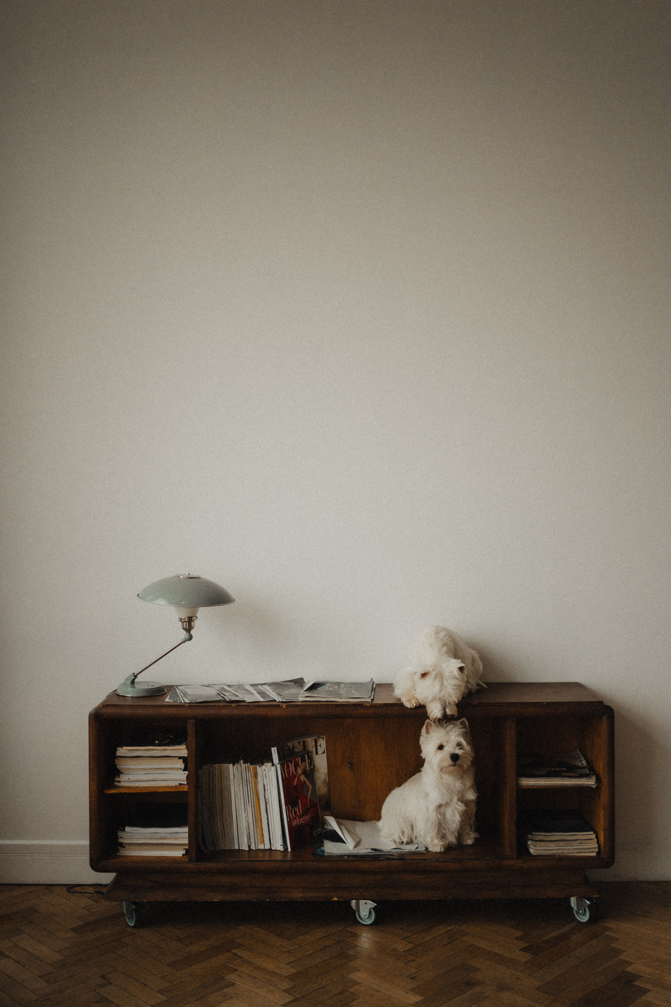 Вероника, Мята и Малина. Фотораф — анималист Мария Шистка