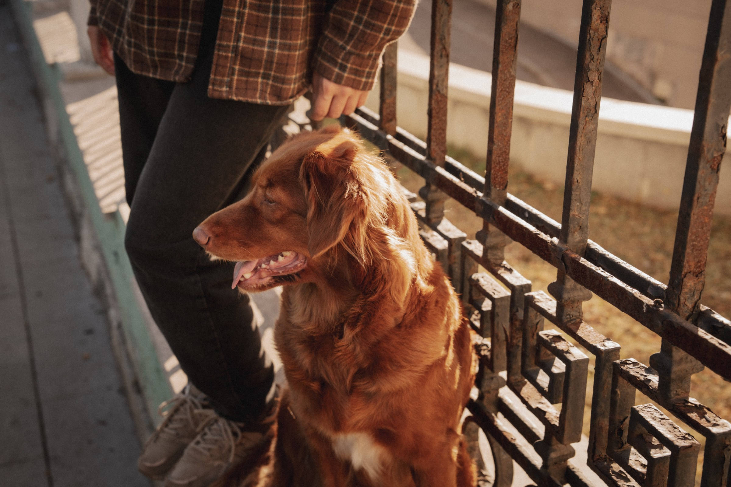 Солнечные лапки ♡ Полина и Эста. Свадебный и портретный фотограф в Москве, Светлана Янковая