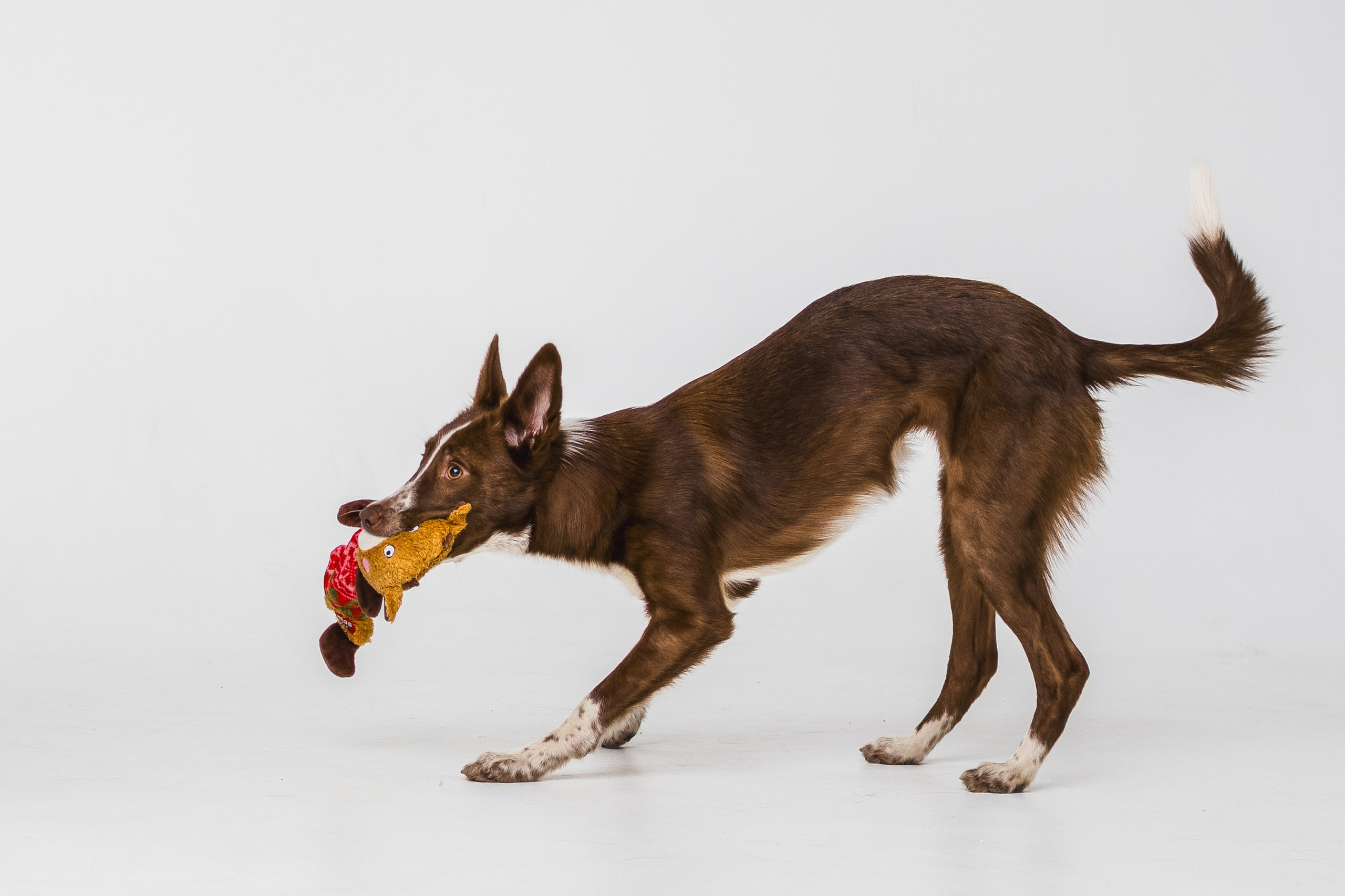 Воркшоп по импульсному свету