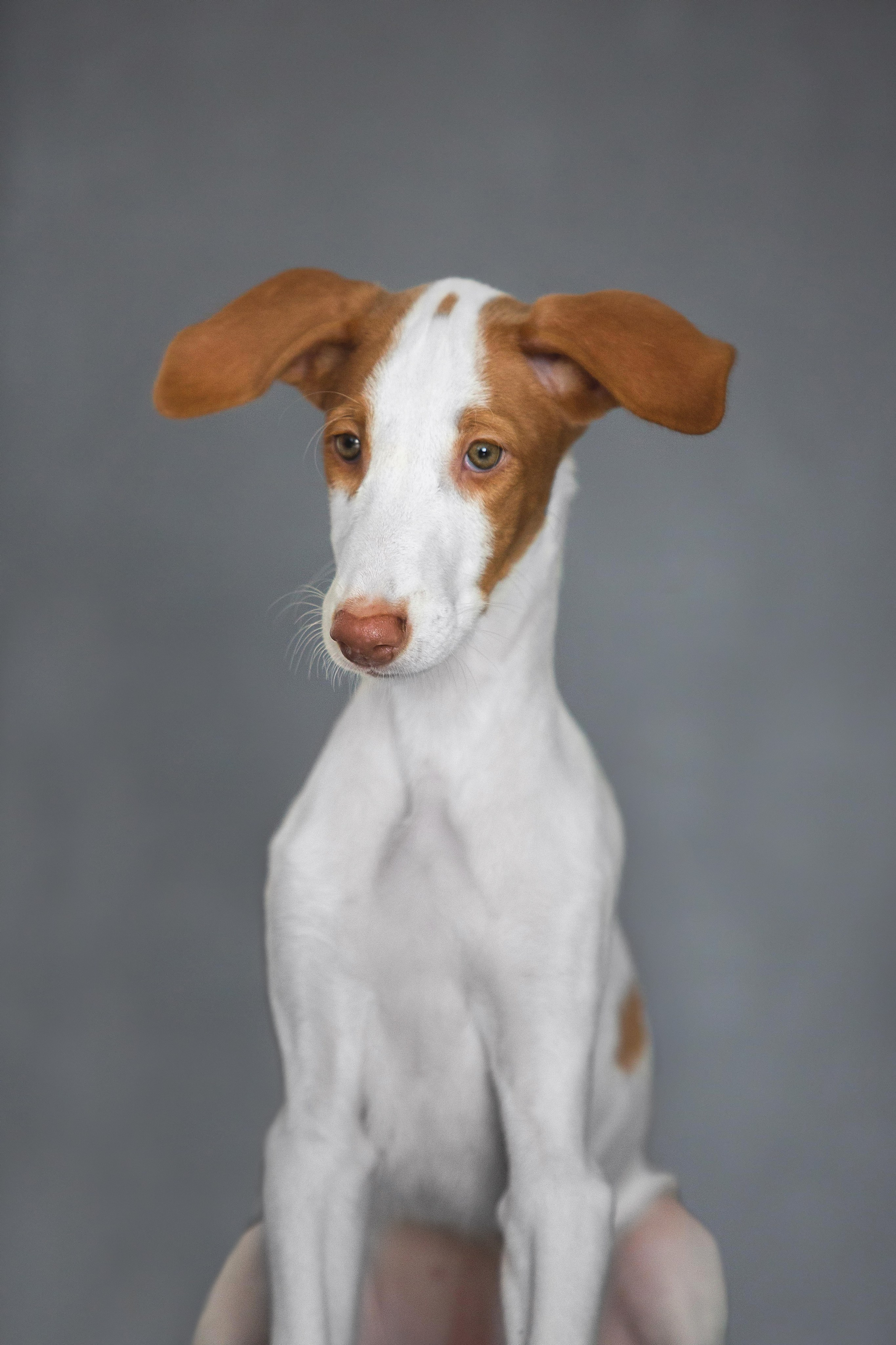 Поденко Ибиценко. Https://moshkovaphoto.ru/