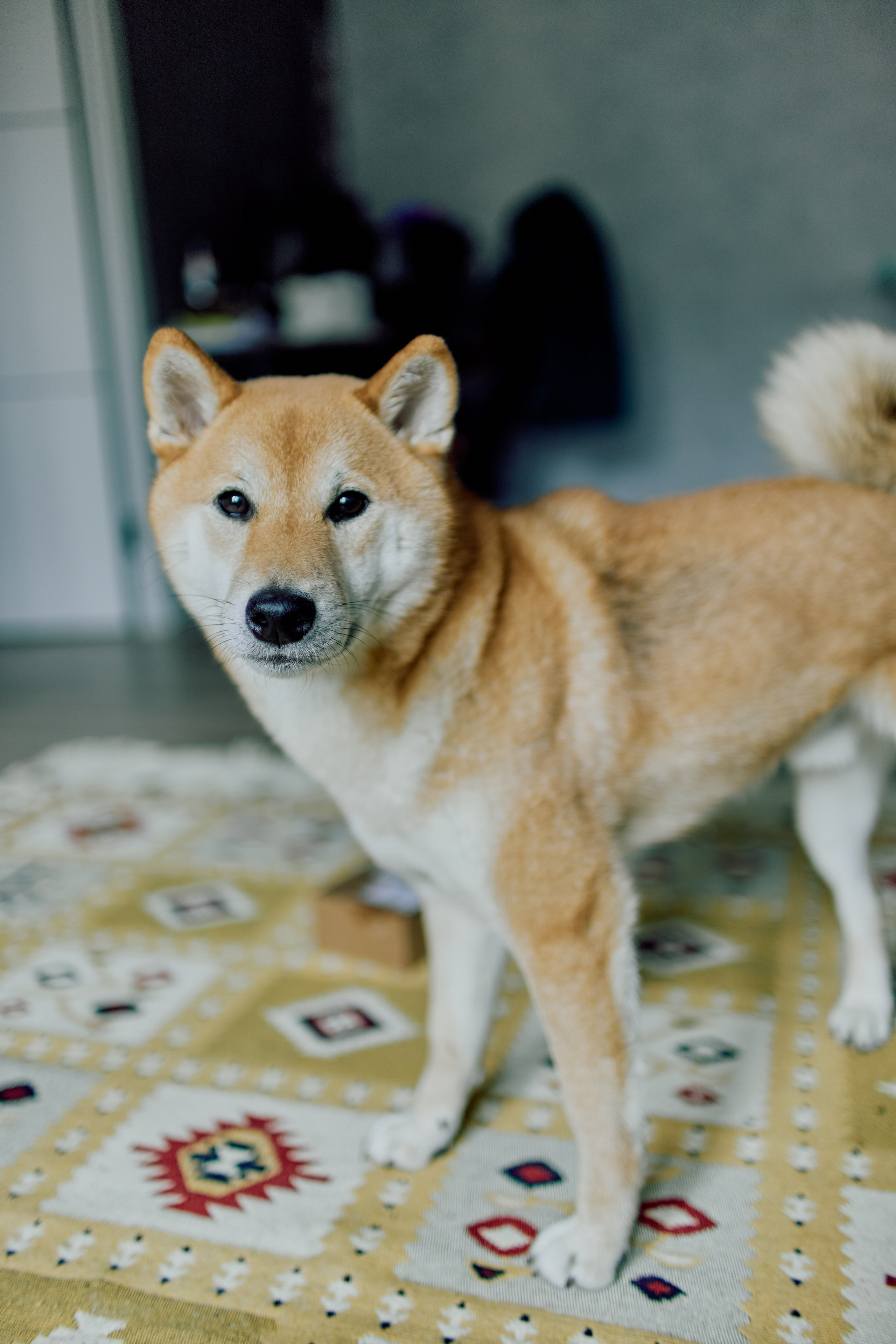 Tanya & Kurama. Свадебный фотограф Москва и ЮГ