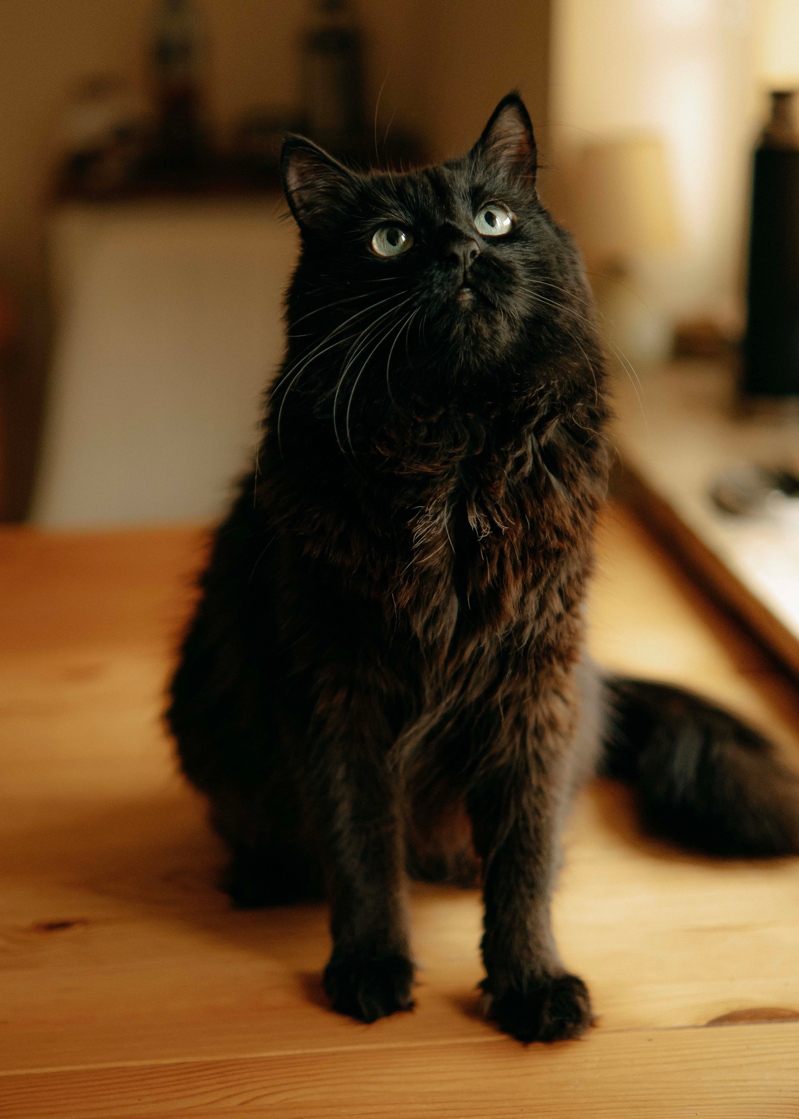 Портреты питомцев. Фотограф и видеограф в Минске Мария Войтик