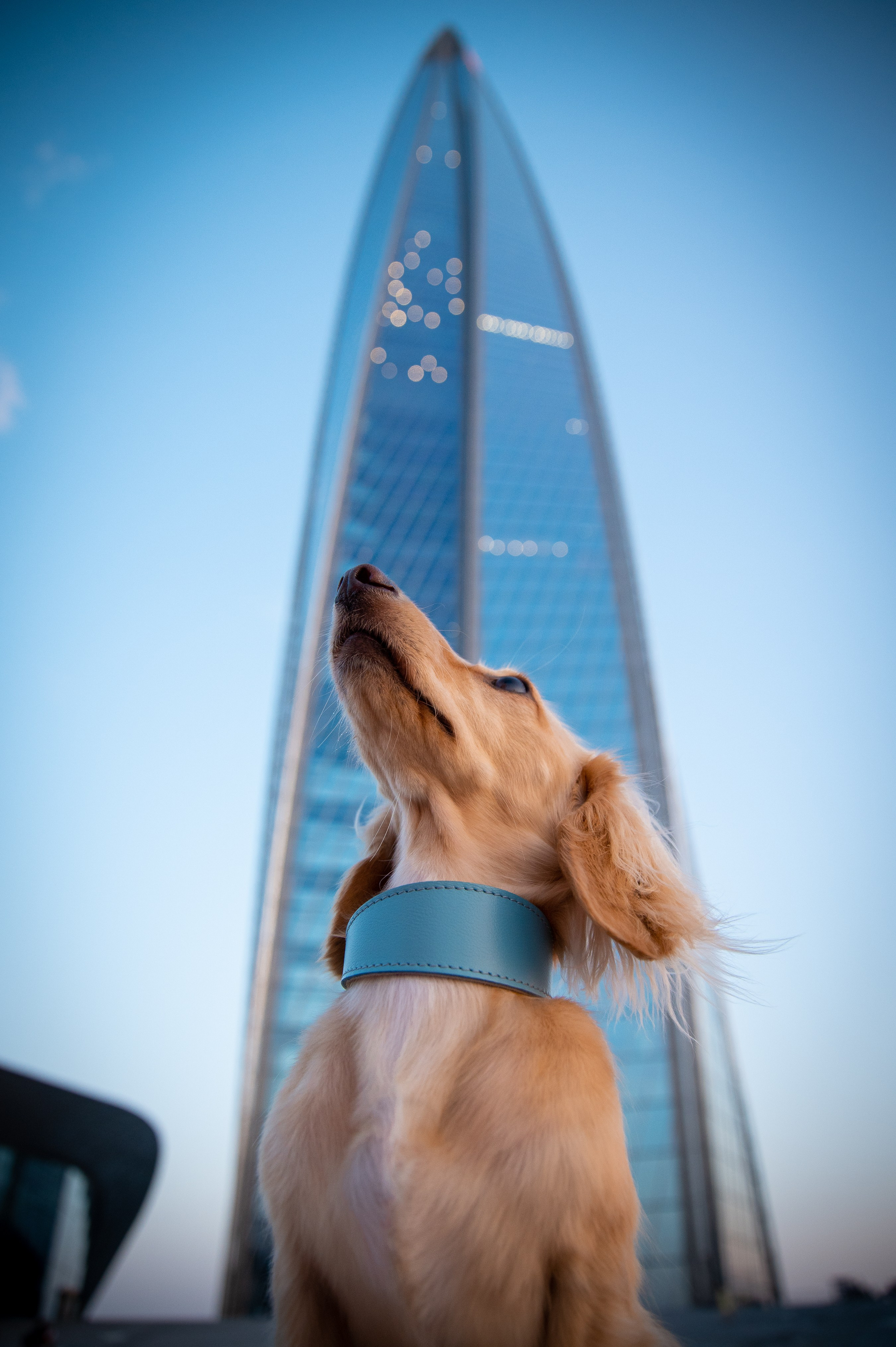 Собаки. Фотограф-анималист в Санкт-Петербурге Анастасия Иванова