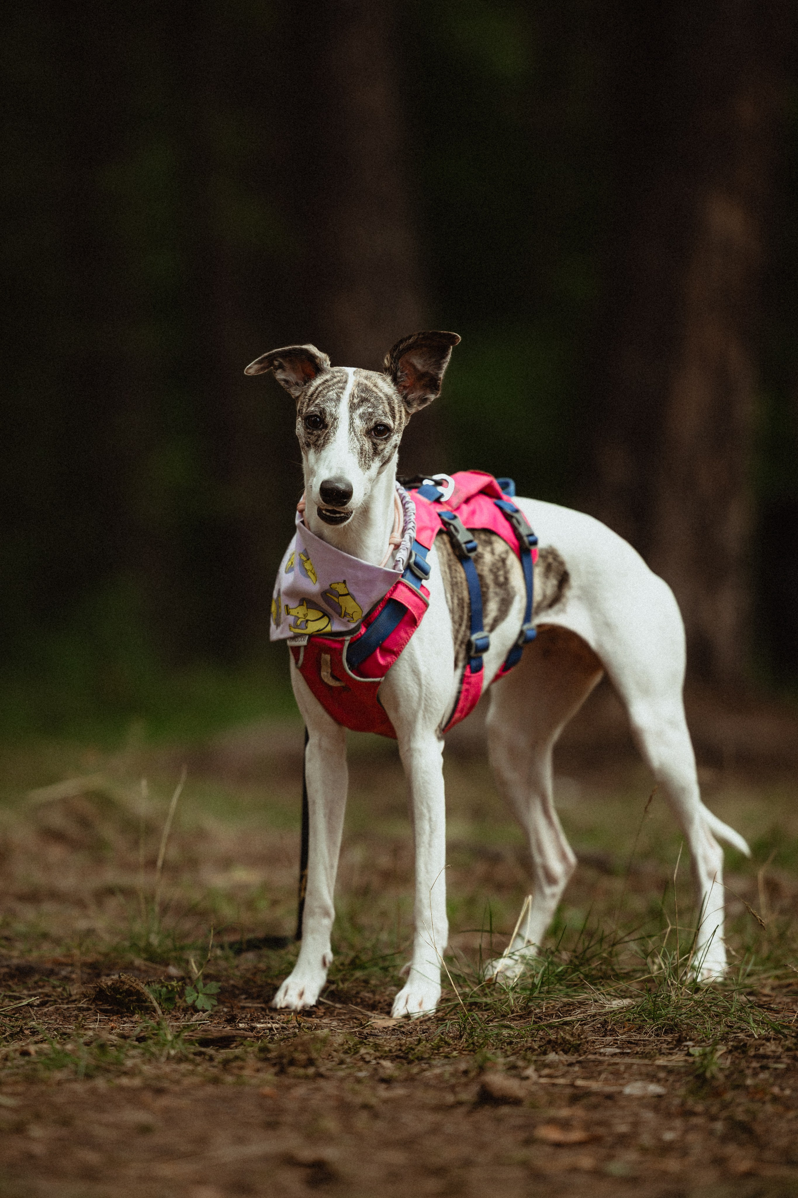 Выездной дог-тренинг от школы «Шерсть имею»
