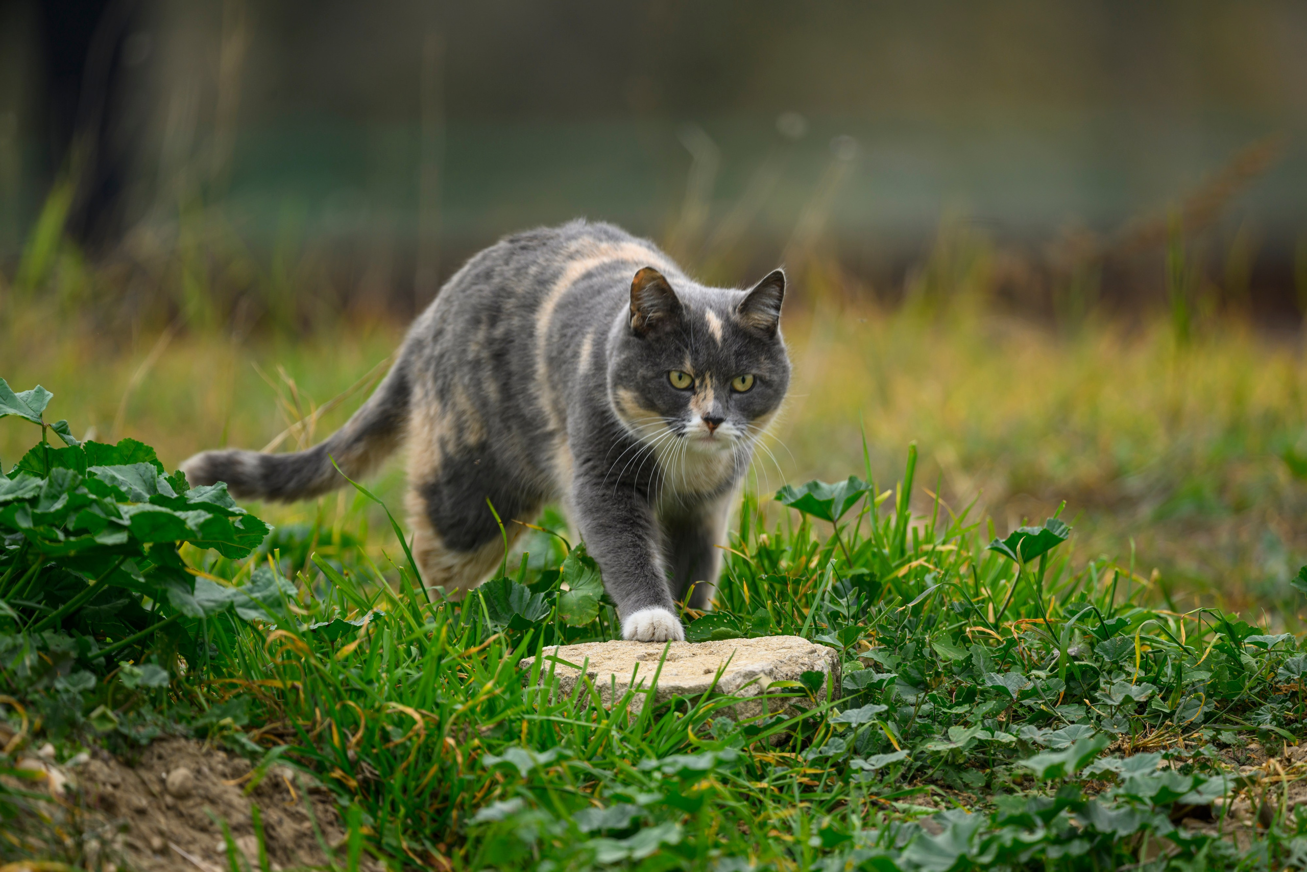 Дагестан. Ноябрь 2025. Фотограф Сергей Пупонин