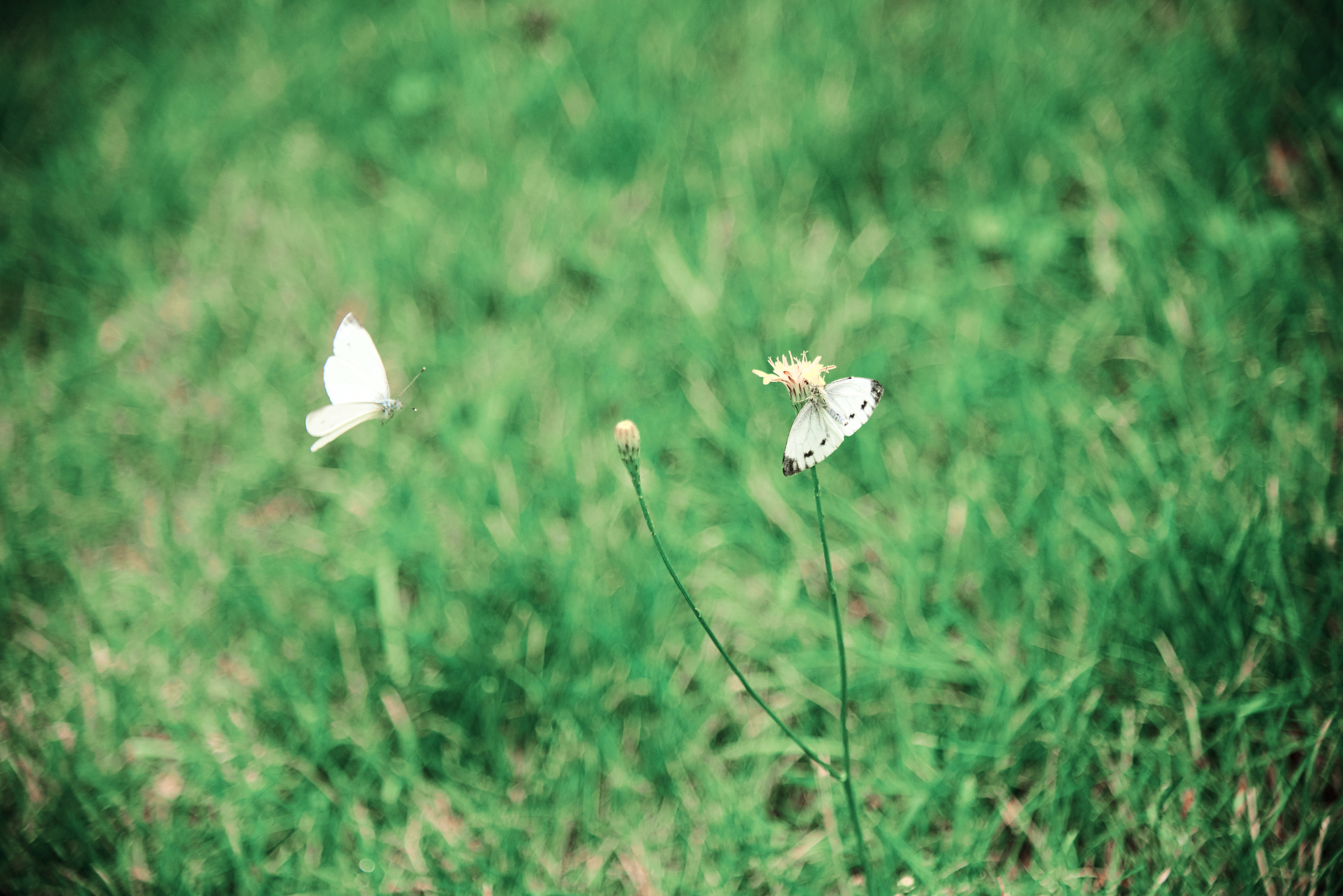Свадебная прогулка. Свадебный фотограф в Москве Станислав Донченко