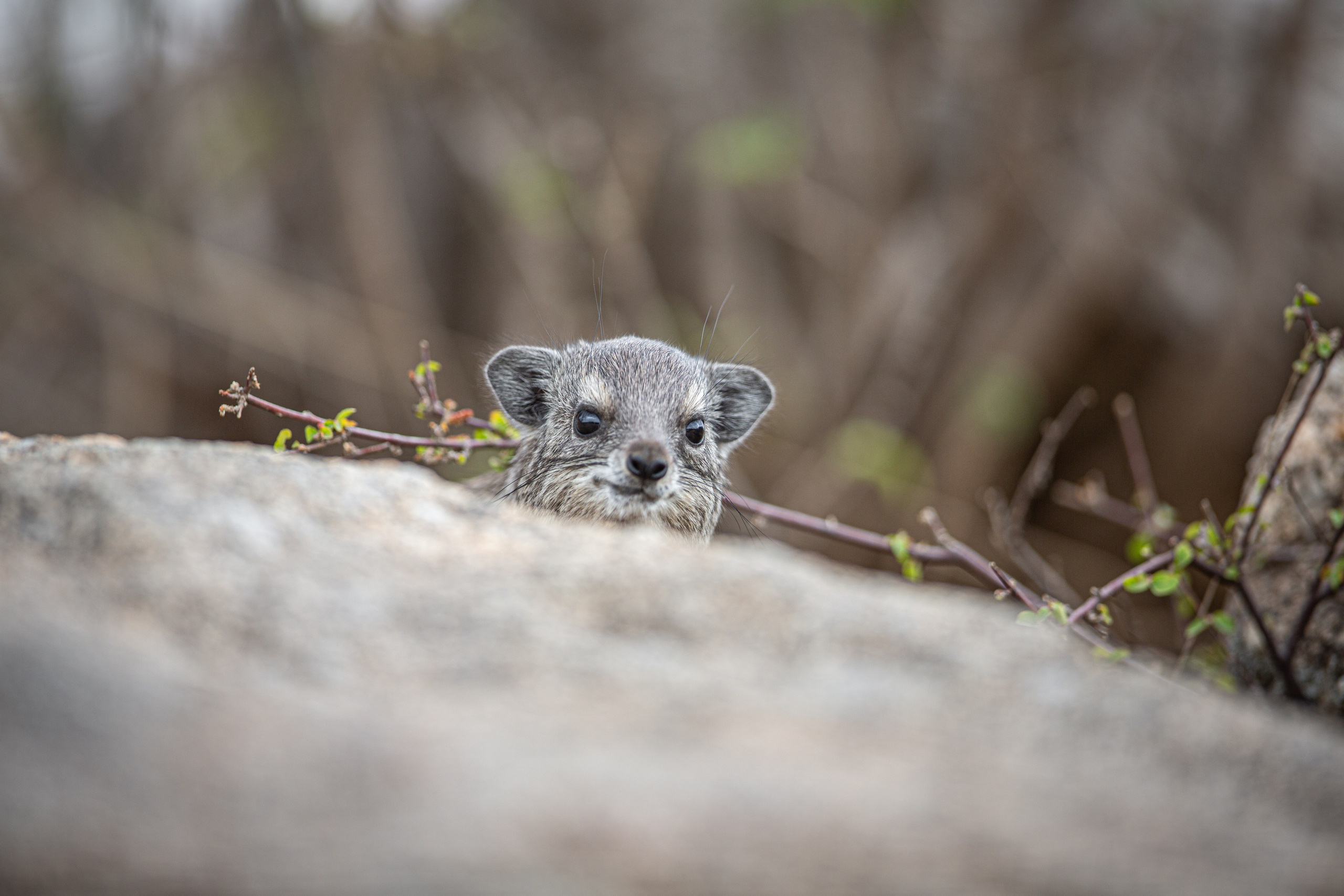 Танзания. Добродеева Алла фотограф, Москва