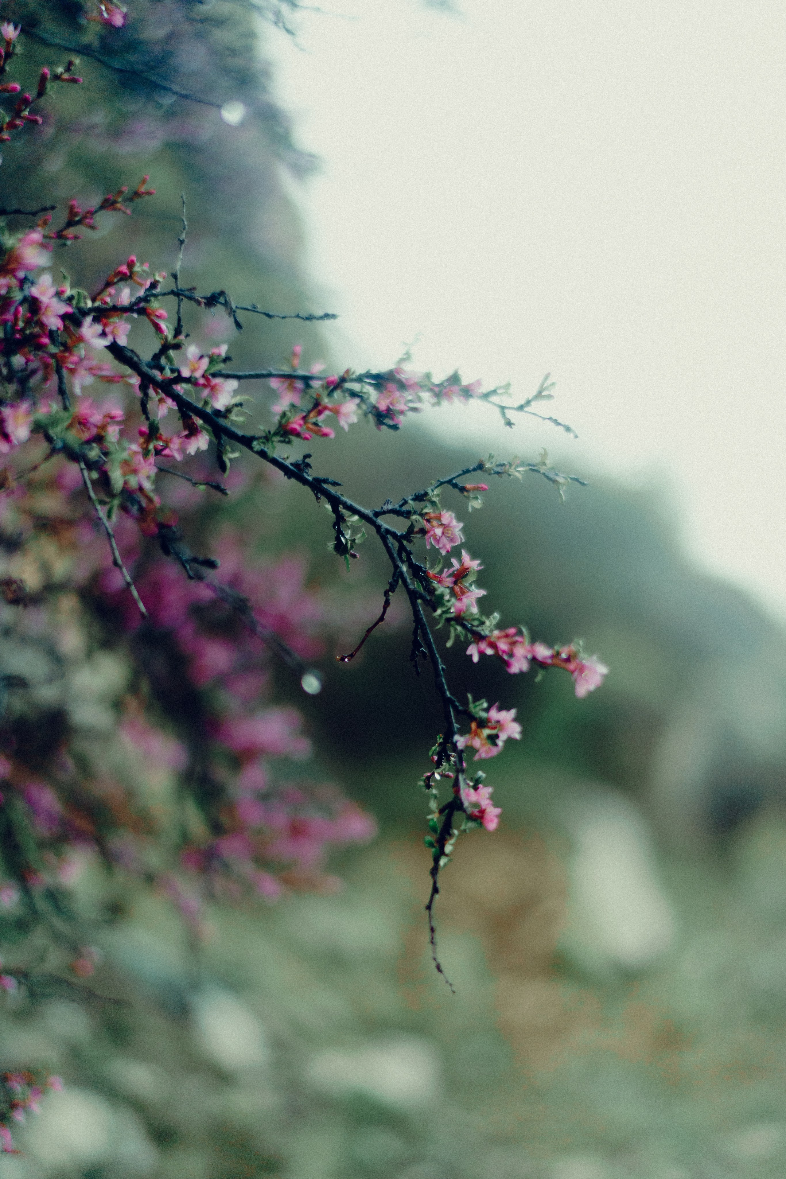 Botanical. Портретный и свадебный фотограф в Москве и Санкт-Петербурге. Учитель фотографии онлайн и оффлайн