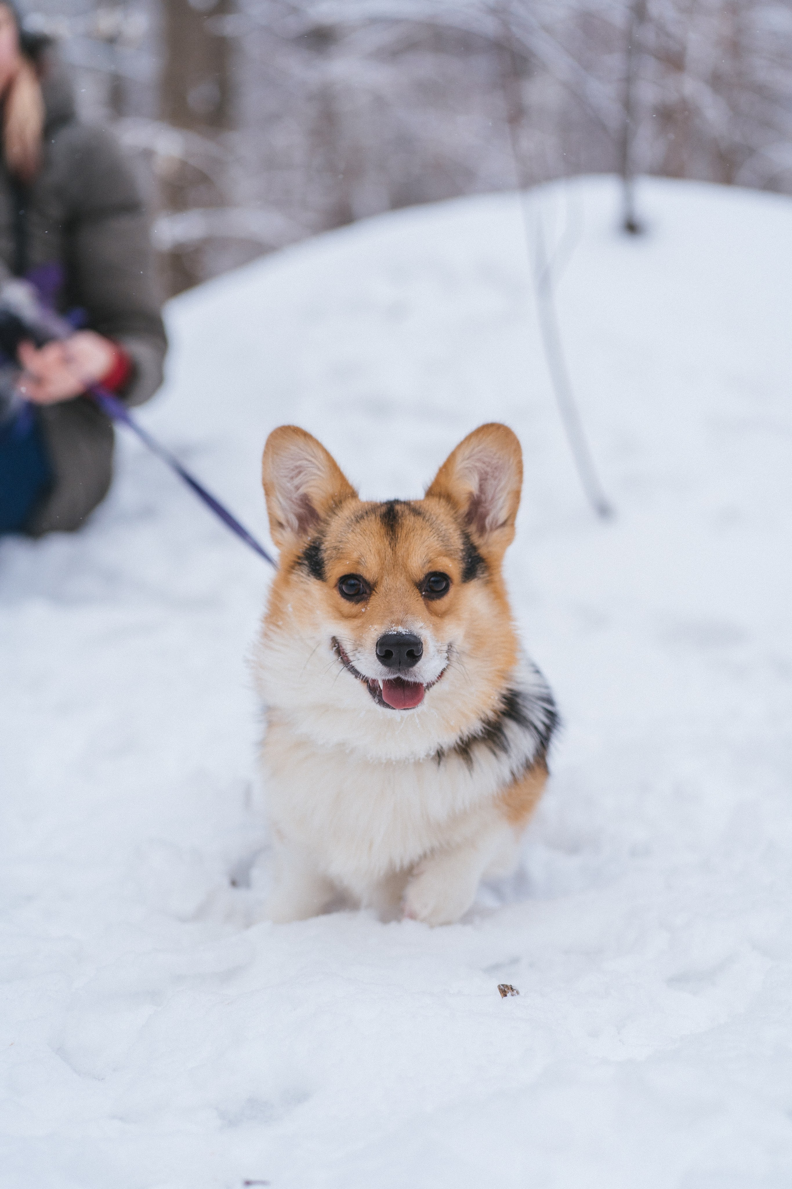 Каспер и Полина. Свадебный фотограф в Москве Анна Полушина