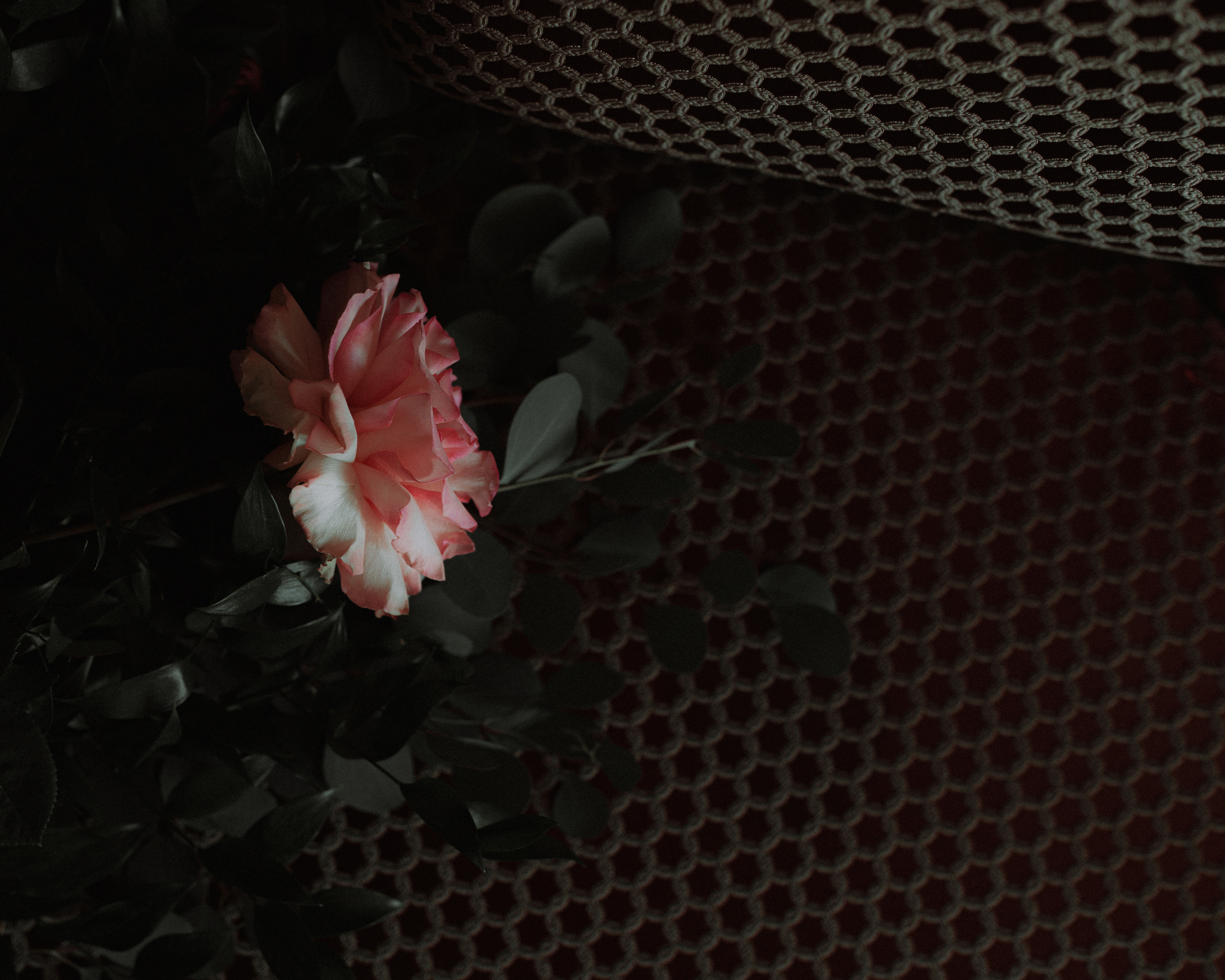 Художественная фотосессия в студии. Фотограф Санкт-Петербург женский портрет Екатерина Коваль