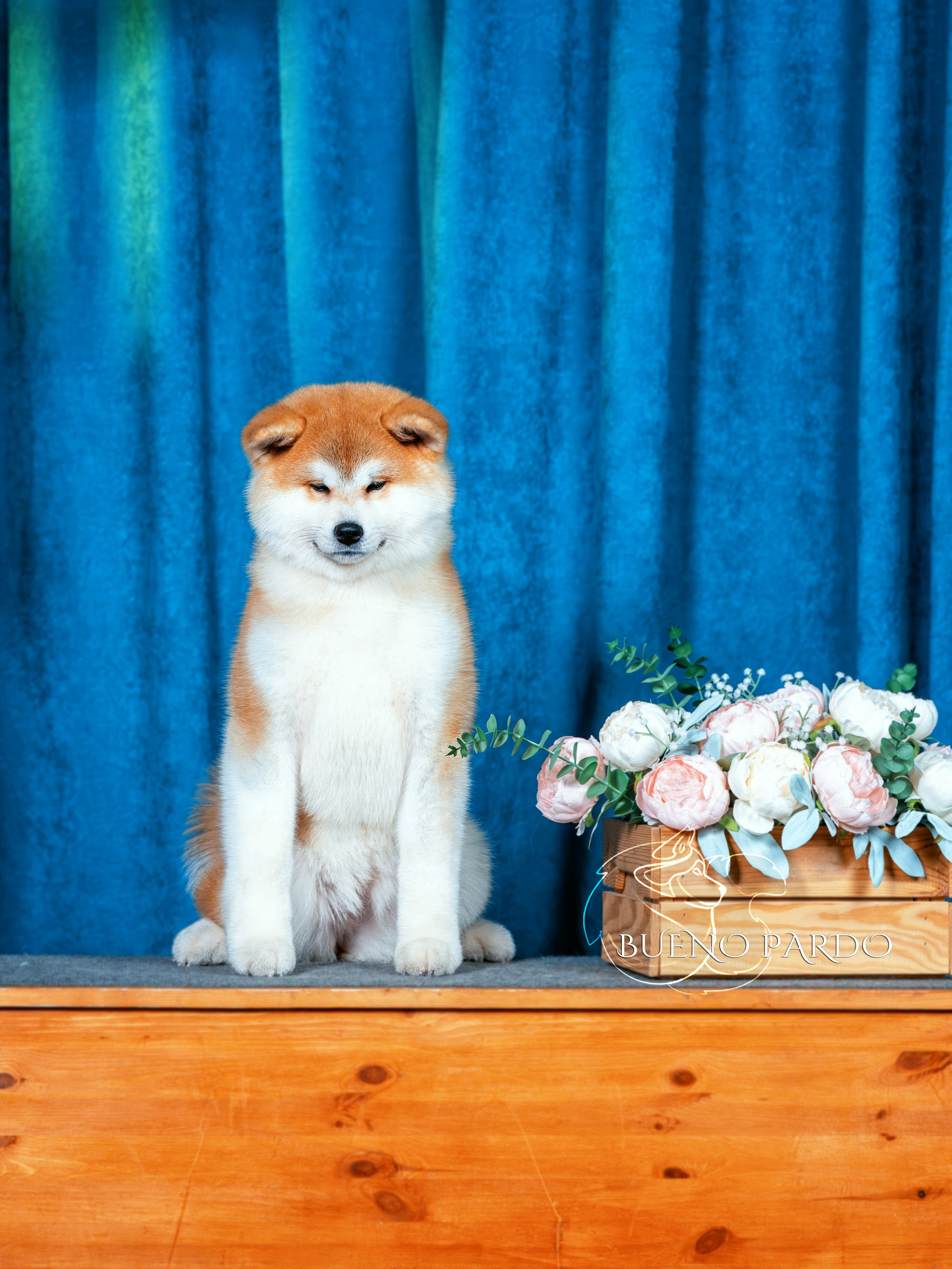 АКИТА. Kawaii Kuma питомник собак пород Корги пемброк, Акита ину, Сиба