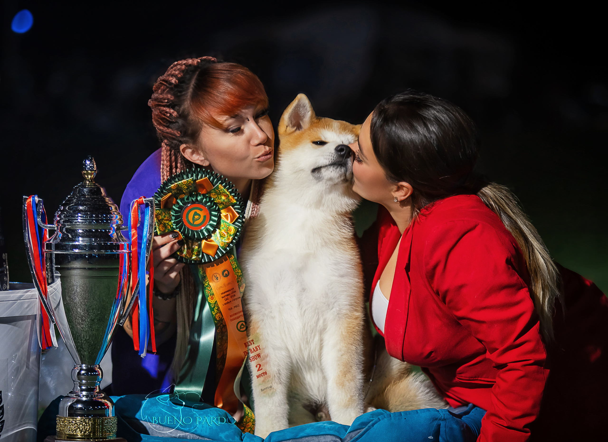 АКИТА. Kawaii Kuma питомник собак пород Корги пемброк, Акита ину, Сиба