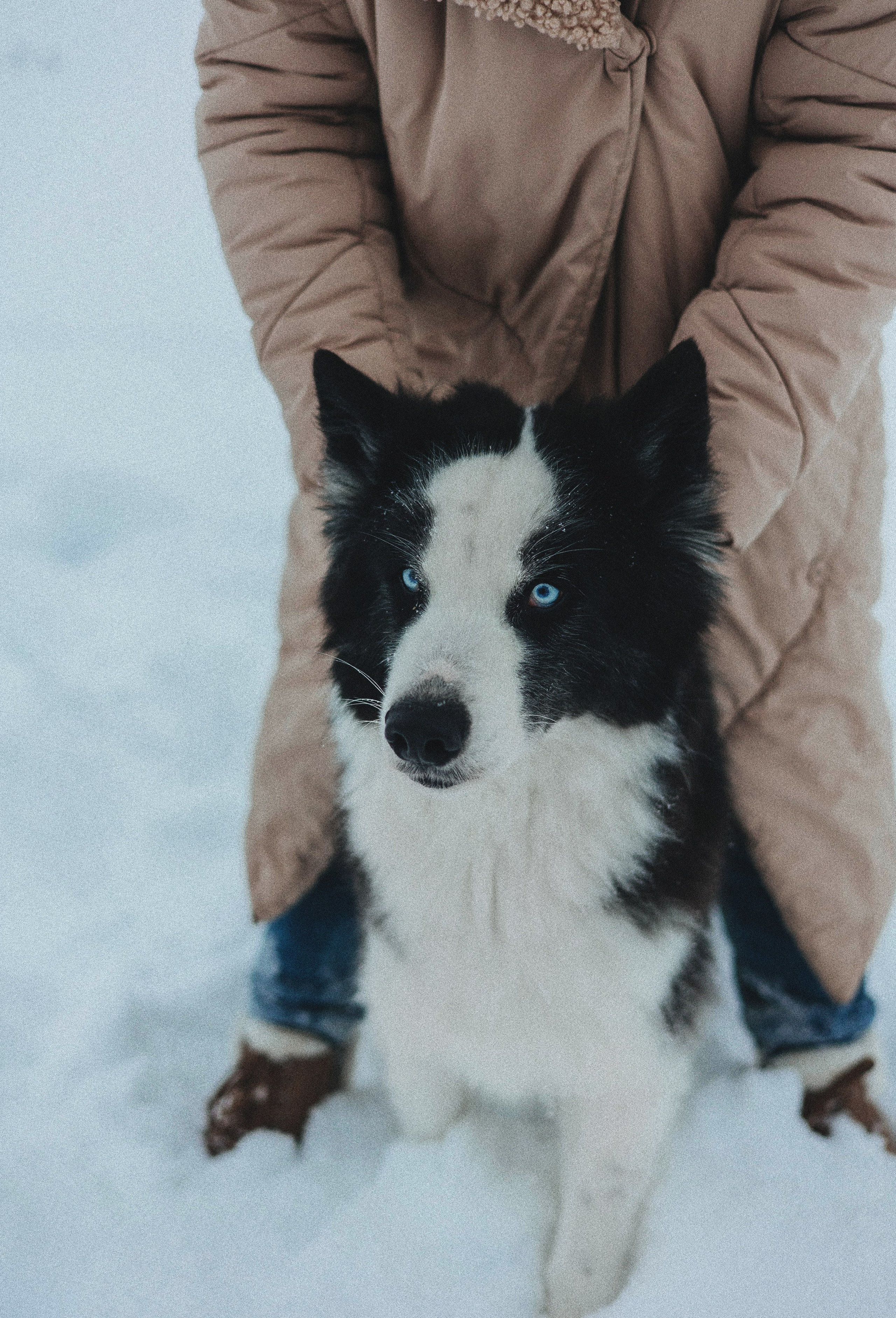 Анна и Тео. Фотограф-анималист Богданова Полина