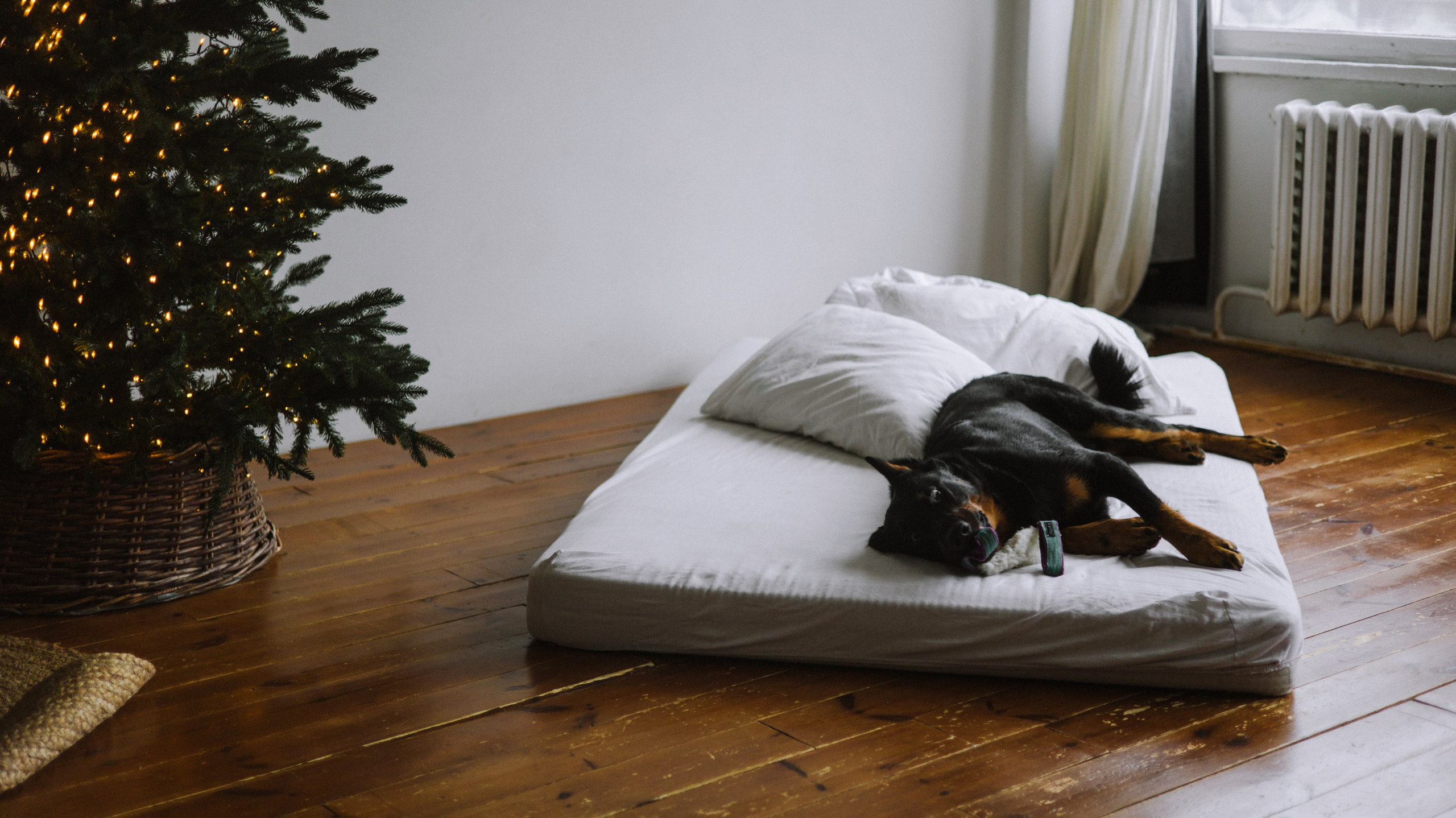 Полина и Зевс. Фотограф-анималист Богданова Полина