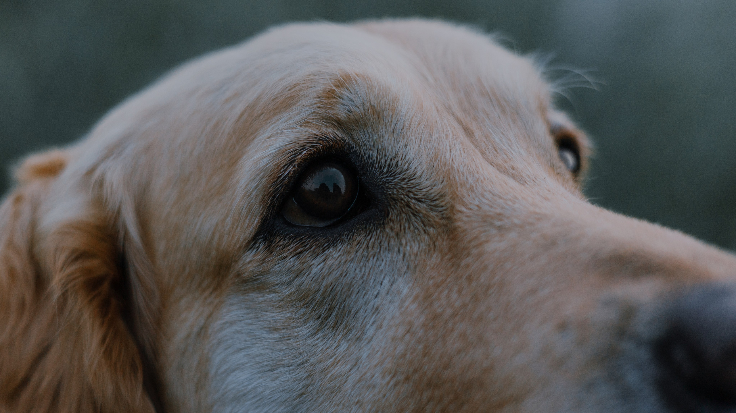 Марина и Чили. Фотограф-анималист Богданова Полина