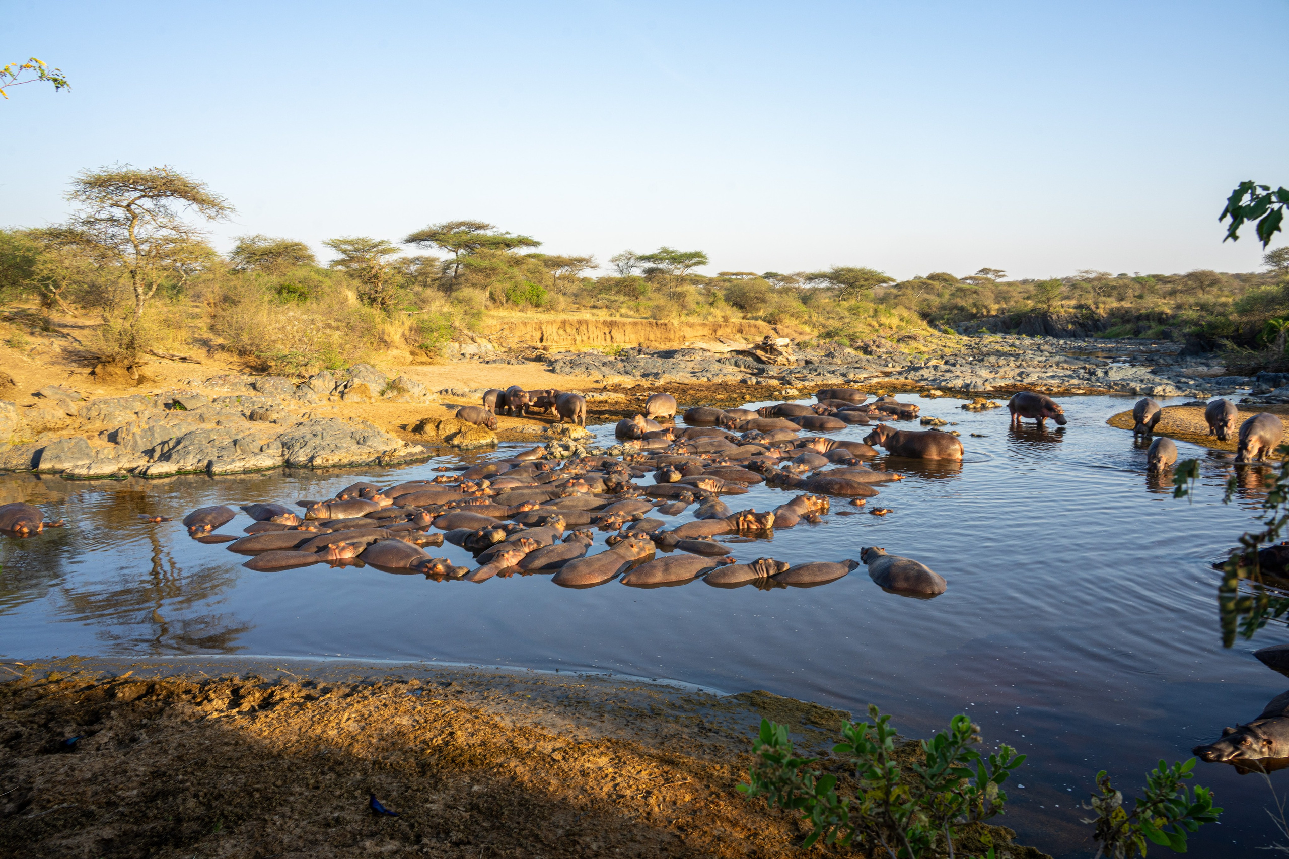 Танзания, сафари, 2025. Творческие сьемки