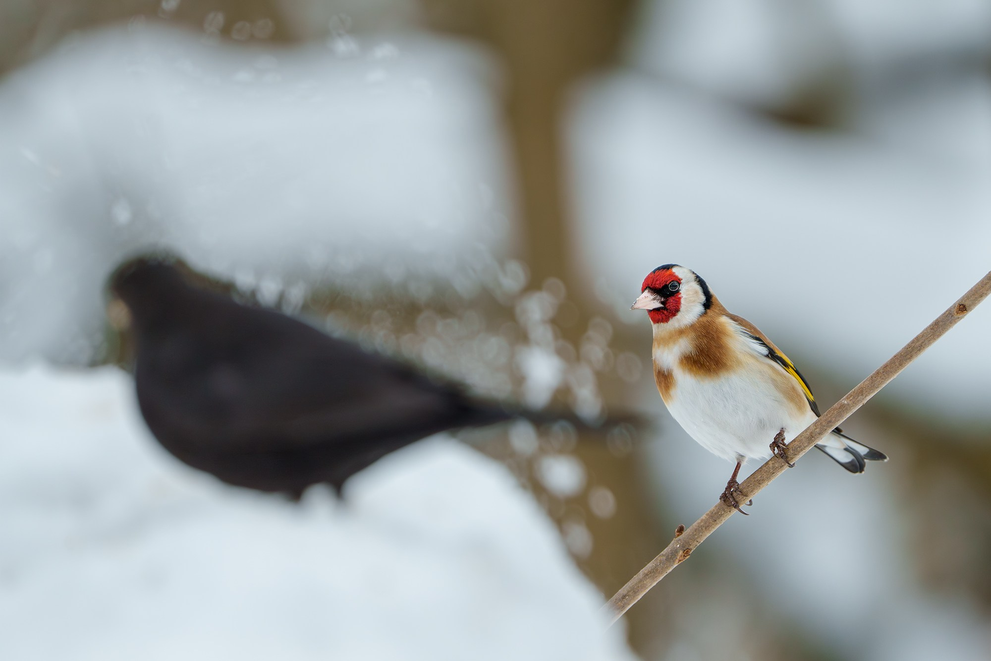 Удивительные мир птиц. Вокруг нас столько прекрасного — присмотритесь!. Ваш личный фотограф Марина Волкова