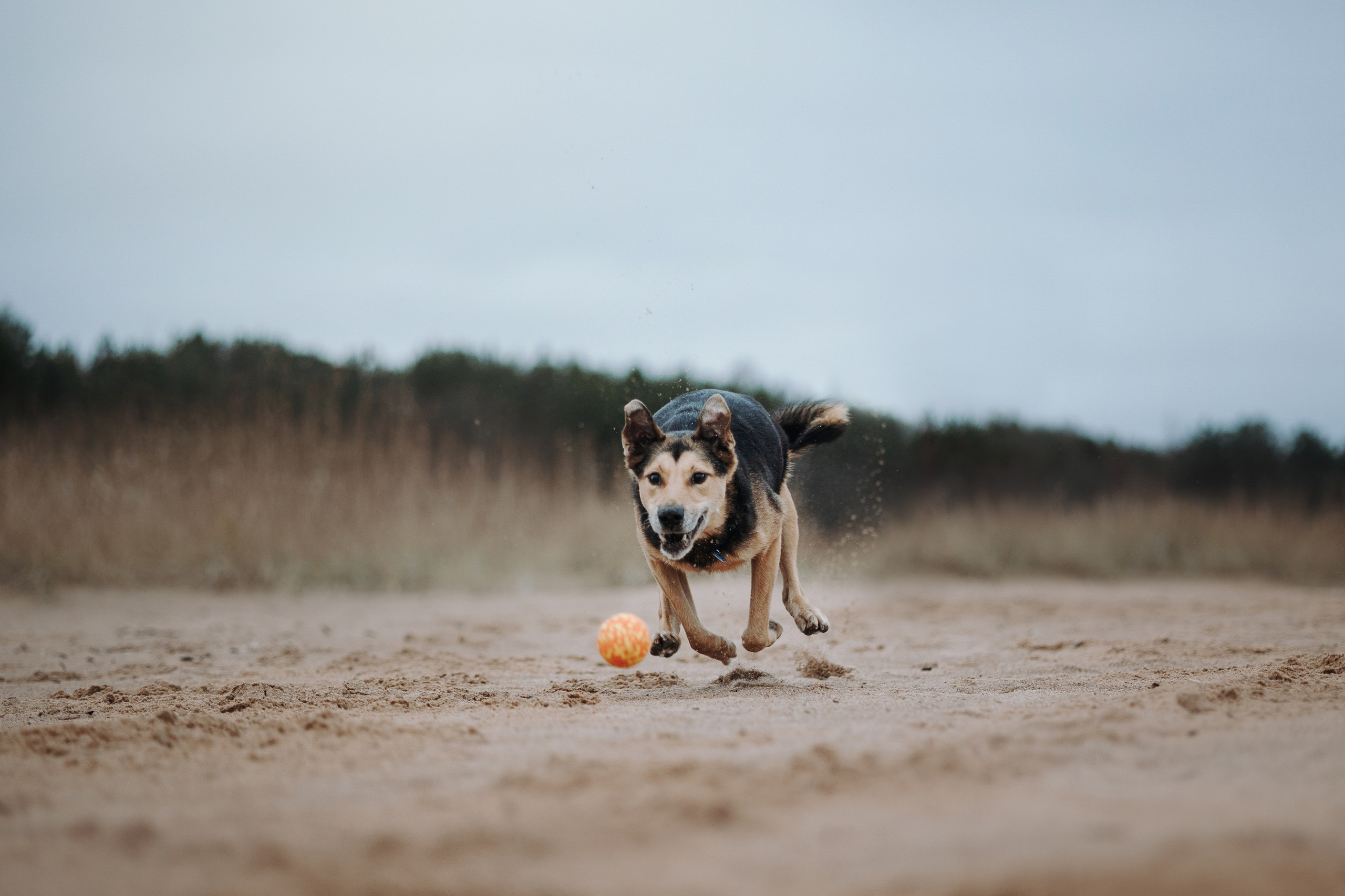 Наталья и Того. Фотограф — Анималист | Санкт-Петербург