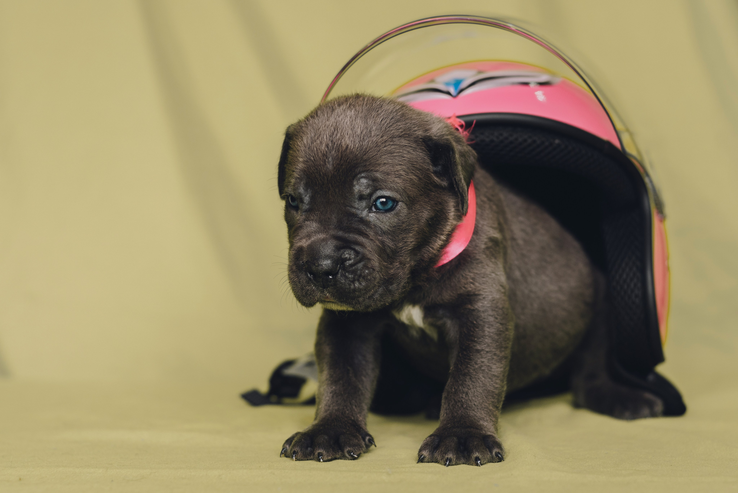 Cane Corso. Natalia Finch Photography — Family, Kids & Pet Photographer in Chicago, IL