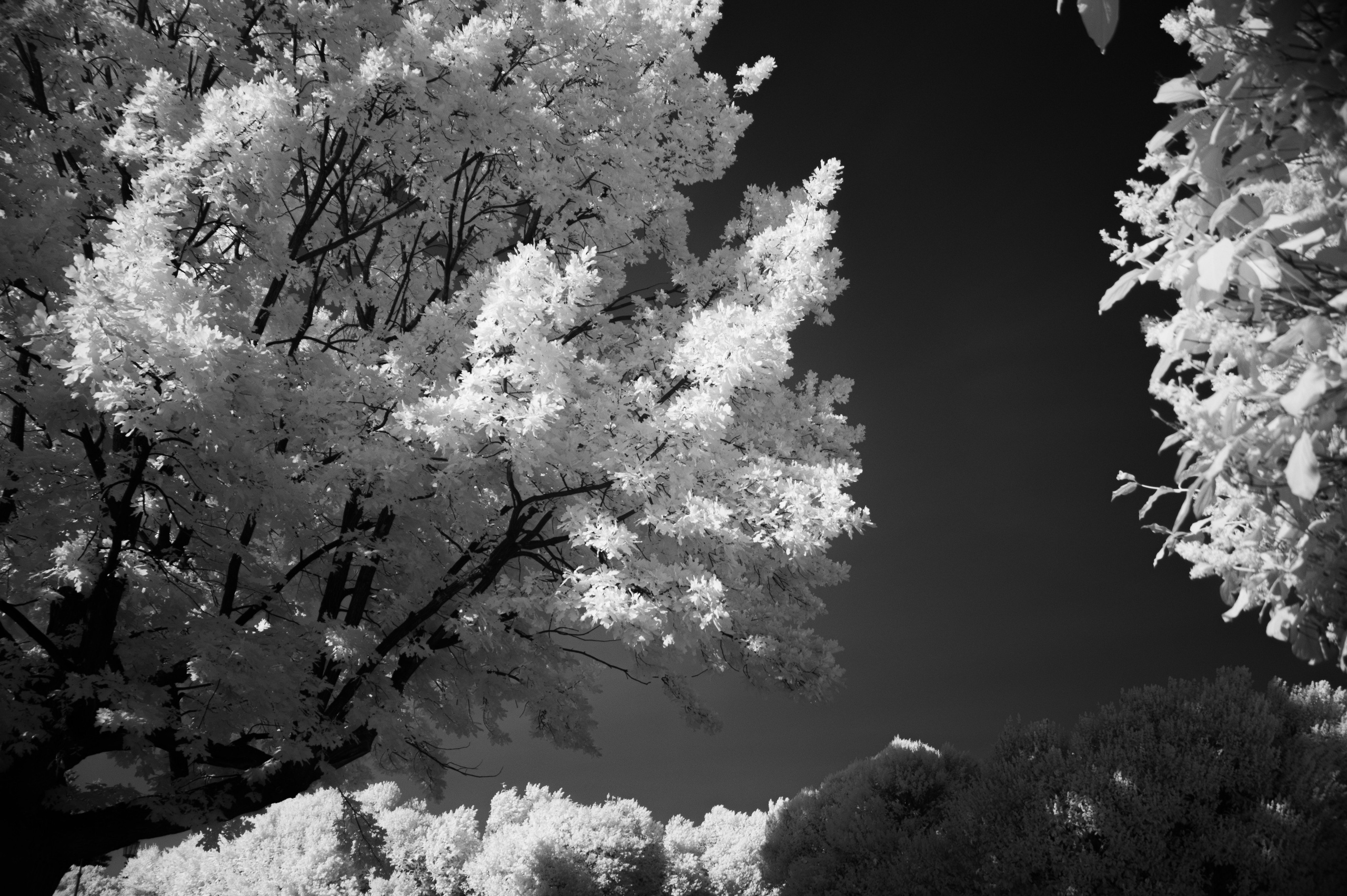 Infrared mono. AThumbnails